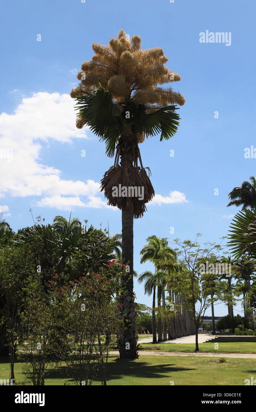 Rio De Janeiro, Brasile. 19 novembre 2025. Una palma Talipot (Corypha umbraculifera) nel Parco Eduardo Gomes (Parco Flamengo), nella zona meridionale di Rio de Janeiro, questo mercoledì 19. Originario dell'India meridionale e dello Sri Lanka, il Talipot è una rara specie di palma che fiorisce solo una volta nella sua vita, tra i 40 e i 70 anni dopo essere stato piantato. Fu introdotto nel parco negli anni '1960 dall'architetto paesaggista Roberto Burle Marx. Crediti: Brasile Photo Press/Alamy Live News Foto Stock