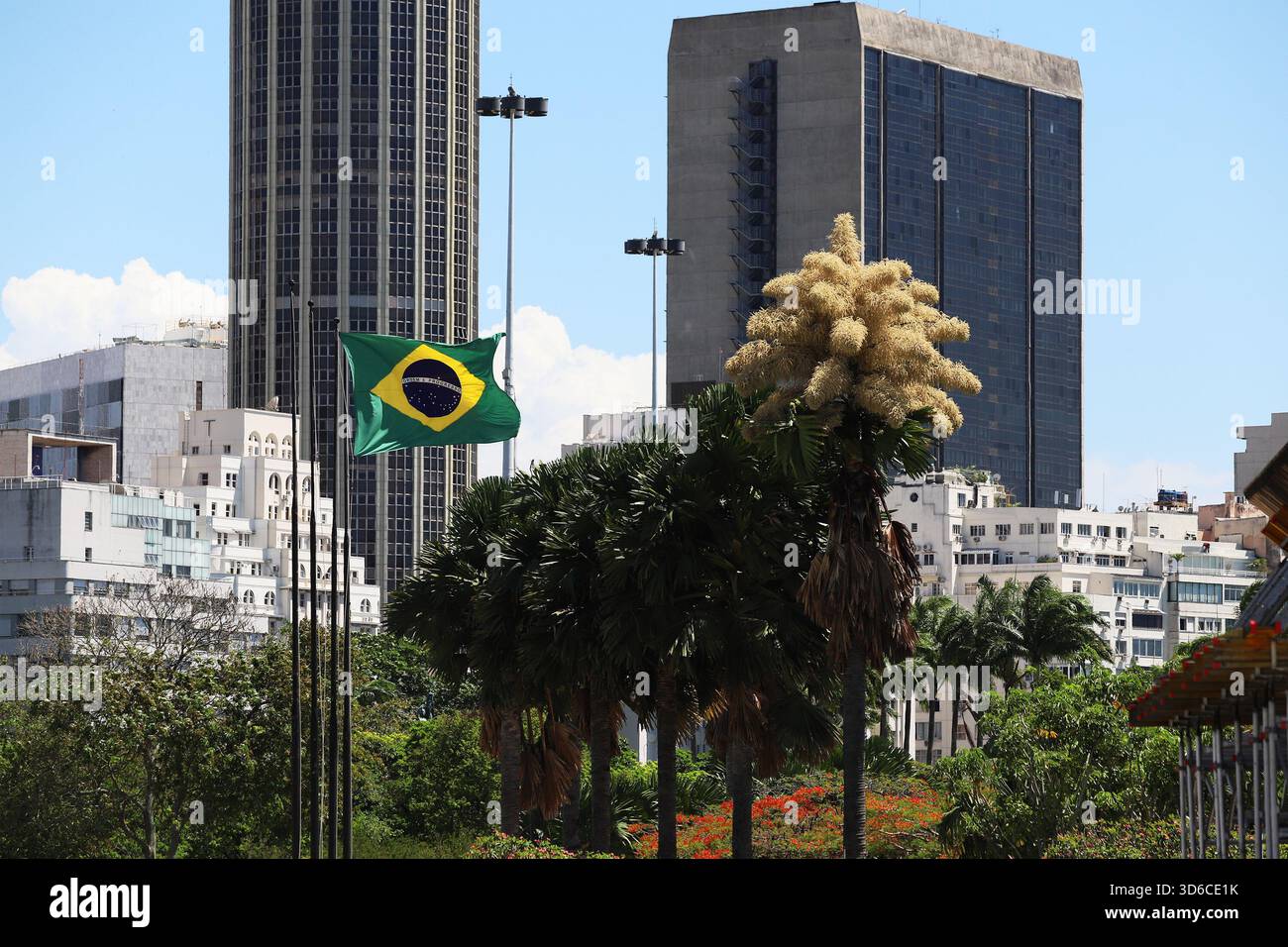 Rio De Janeiro, Brasile. 19 novembre 2025. Una palma Talipot (Corypha umbraculifera) nel Parco Eduardo Gomes (Parco Flamengo), nella zona meridionale di Rio de Janeiro, questo mercoledì 19. Originario dell'India meridionale e dello Sri Lanka, il Talipot è una rara specie di palma che fiorisce solo una volta nella sua vita, tra i 40 e i 70 anni dopo essere stato piantato. Fu introdotto nel parco negli anni '1960 dall'architetto paesaggista Roberto Burle Marx. Crediti: Brasile Photo Press/Alamy Live News Foto Stock
