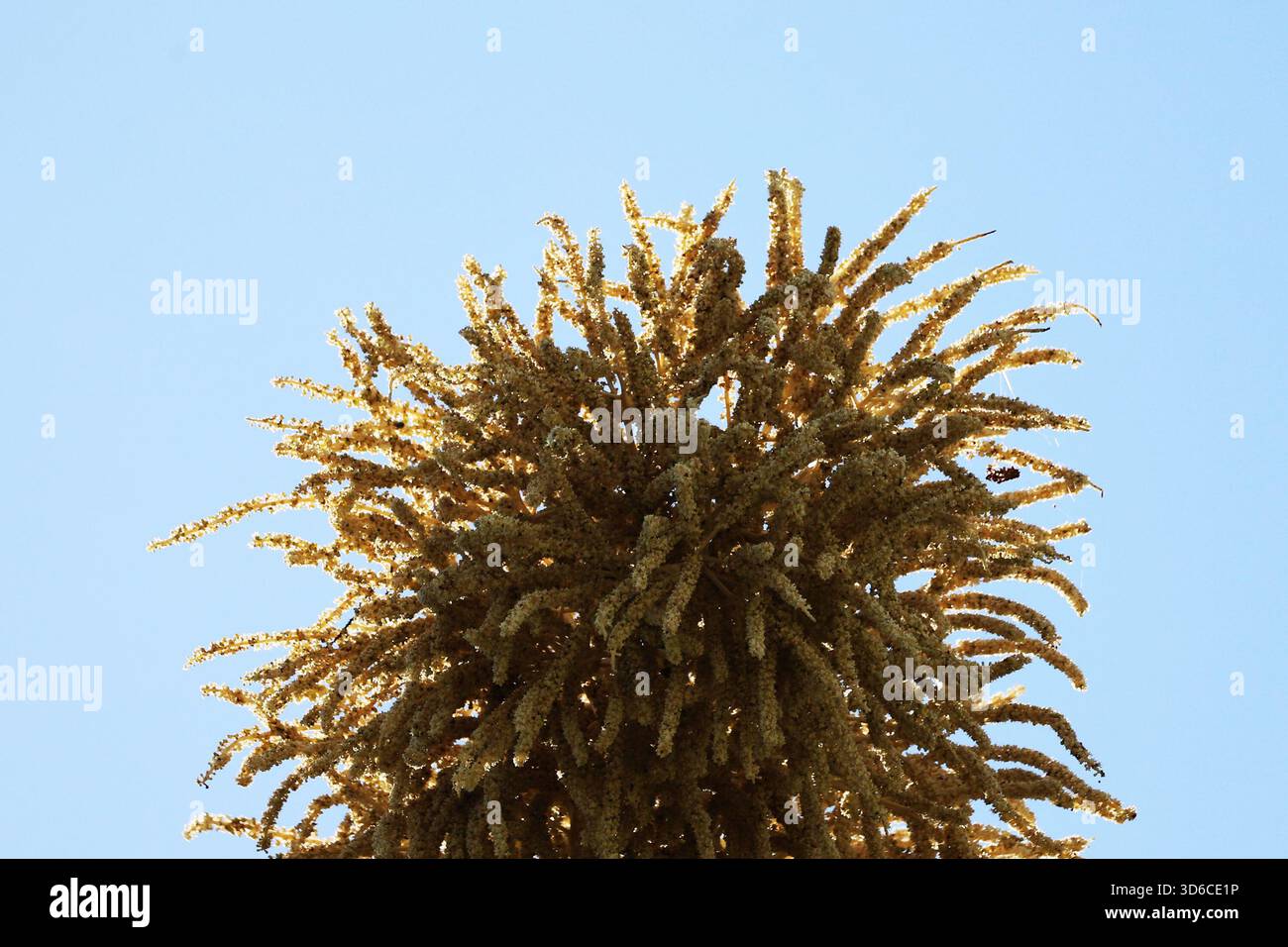 Rio De Janeiro, Brasile. 19 novembre 2025. Una palma Talipot (Corypha umbraculifera) nel Parco Eduardo Gomes (Parco Flamengo), nella zona meridionale di Rio de Janeiro, questo mercoledì 19. Originario dell'India meridionale e dello Sri Lanka, il Talipot è una rara specie di palma che fiorisce solo una volta nella sua vita, tra i 40 e i 70 anni dopo essere stato piantato. Fu introdotto nel parco negli anni '1960 dall'architetto paesaggista Roberto Burle Marx. Crediti: Brasile Photo Press/Alamy Live News Foto Stock