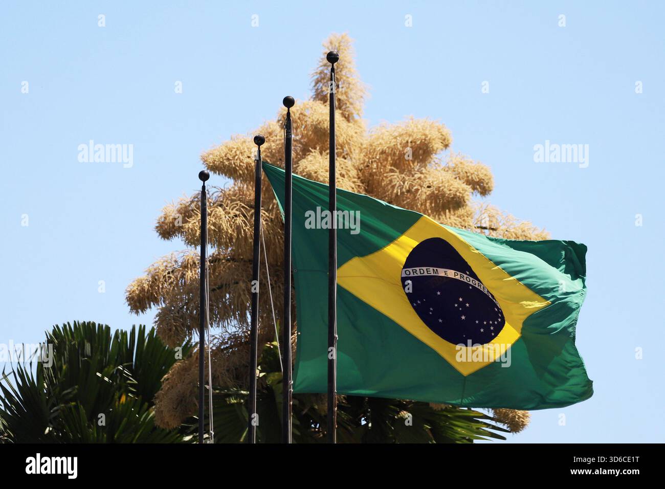 Rio De Janeiro, Brasile. 19 novembre 2025. Una palma Talipot (Corypha umbraculifera) nel Parco Eduardo Gomes (Parco Flamengo), nella zona meridionale di Rio de Janeiro, questo mercoledì 19. Originario dell'India meridionale e dello Sri Lanka, il Talipot è una rara specie di palma che fiorisce solo una volta nella sua vita, tra i 40 e i 70 anni dopo essere stato piantato. Fu introdotto nel parco negli anni '1960 dall'architetto paesaggista Roberto Burle Marx. Crediti: Brasile Photo Press/Alamy Live News Foto Stock