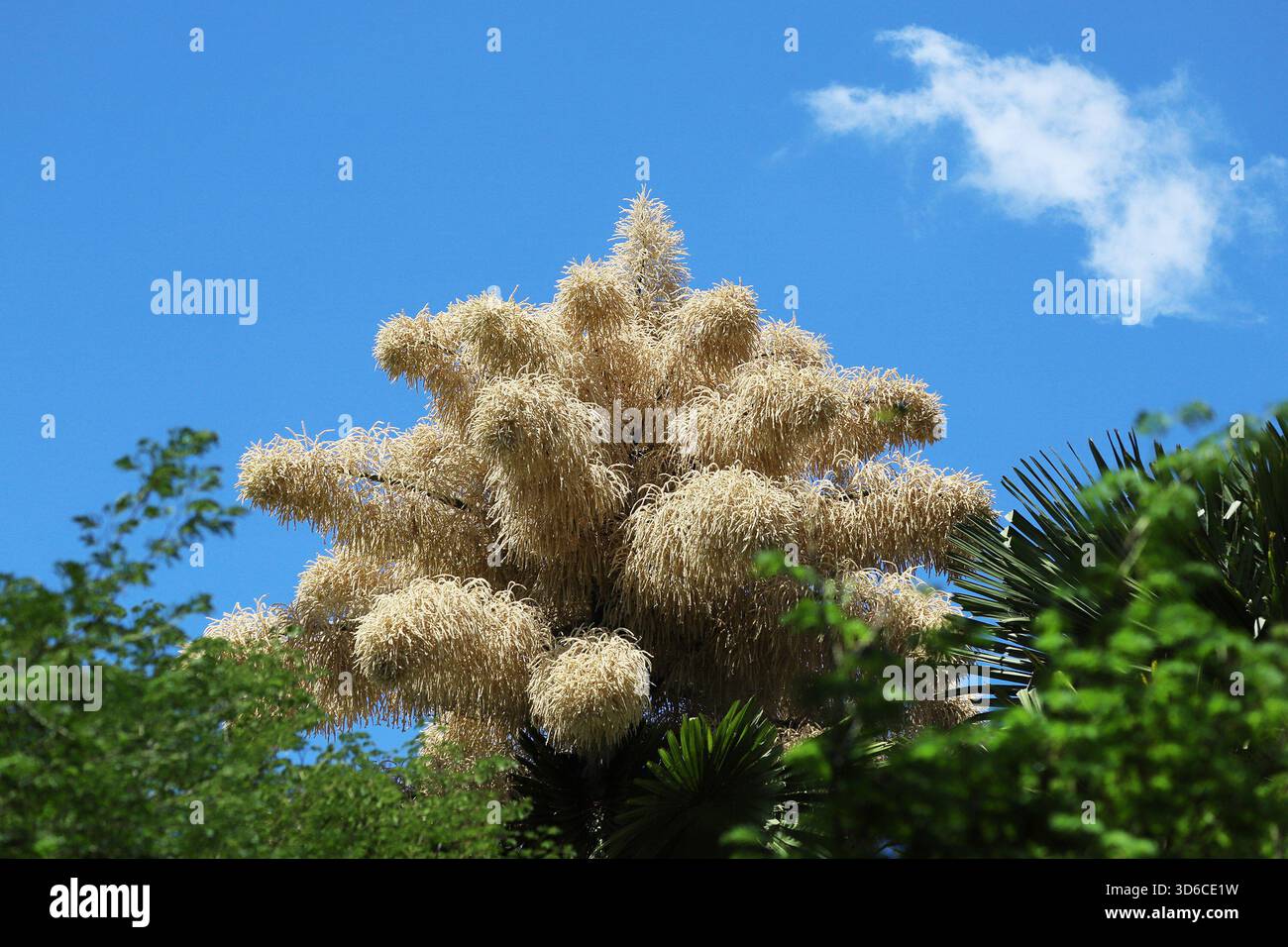 Rio De Janeiro, Brasile. 19 novembre 2025. Una palma Talipot (Corypha umbraculifera) nel Parco Eduardo Gomes (Parco Flamengo), nella zona meridionale di Rio de Janeiro, questo mercoledì 19. Originario dell'India meridionale e dello Sri Lanka, il Talipot è una rara specie di palma che fiorisce solo una volta nella sua vita, tra i 40 e i 70 anni dopo essere stato piantato. Fu introdotto nel parco negli anni '1960 dall'architetto paesaggista Roberto Burle Marx. Crediti: Brasile Photo Press/Alamy Live News Foto Stock