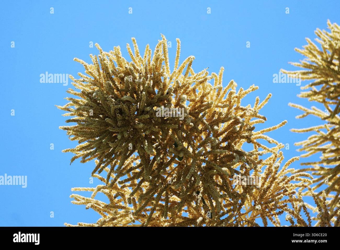 Rio De Janeiro, Brasile. 19 novembre 2025. Una palma Talipot (Corypha umbraculifera) nel Parco Eduardo Gomes (Parco Flamengo), nella zona meridionale di Rio de Janeiro, questo mercoledì 19. Originario dell'India meridionale e dello Sri Lanka, il Talipot è una rara specie di palma che fiorisce solo una volta nella sua vita, tra i 40 e i 70 anni dopo essere stato piantato. Fu introdotto nel parco negli anni '1960 dall'architetto paesaggista Roberto Burle Marx. Crediti: Brasile Photo Press/Alamy Live News Foto Stock