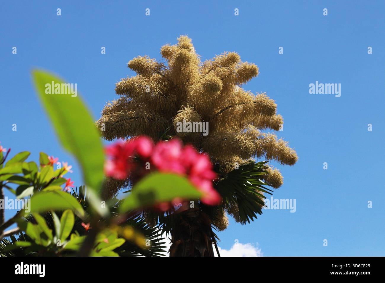 Rio De Janeiro, Brasile. 19 novembre 2025. Una palma Talipot (Corypha umbraculifera) nel Parco Eduardo Gomes (Parco Flamengo), nella zona meridionale di Rio de Janeiro, questo mercoledì 19. Originario dell'India meridionale e dello Sri Lanka, il Talipot è una rara specie di palma che fiorisce solo una volta nella sua vita, tra i 40 e i 70 anni dopo essere stato piantato. Fu introdotto nel parco negli anni '1960 dall'architetto paesaggista Roberto Burle Marx. Crediti: Brasile Photo Press/Alamy Live News Foto Stock