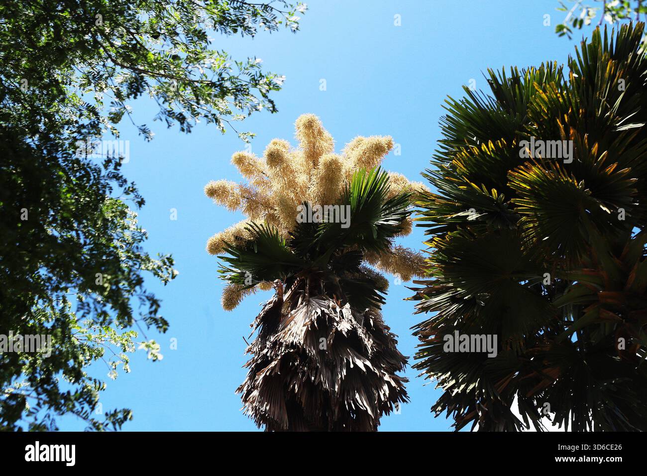 Rio De Janeiro, Brasile. 19 novembre 2025. Una palma Talipot (Corypha umbraculifera) nel Parco Eduardo Gomes (Parco Flamengo), nella zona meridionale di Rio de Janeiro, questo mercoledì 19. Originario dell'India meridionale e dello Sri Lanka, il Talipot è una rara specie di palma che fiorisce solo una volta nella sua vita, tra i 40 e i 70 anni dopo essere stato piantato. Fu introdotto nel parco negli anni '1960 dall'architetto paesaggista Roberto Burle Marx. Crediti: Brasile Photo Press/Alamy Live News Foto Stock