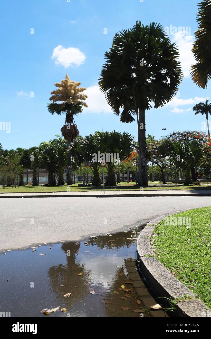 Rio De Janeiro, Brasile. 19 novembre 2025. Una palma Talipot (Corypha umbraculifera) nel Parco Eduardo Gomes (Parco Flamengo), nella zona meridionale di Rio de Janeiro, questo mercoledì 19. Originario dell'India meridionale e dello Sri Lanka, il Talipot è una rara specie di palma che fiorisce solo una volta nella sua vita, tra i 40 e i 70 anni dopo essere stato piantato. Fu introdotto nel parco negli anni '1960 dall'architetto paesaggista Roberto Burle Marx. Crediti: Brasile Photo Press/Alamy Live News Foto Stock