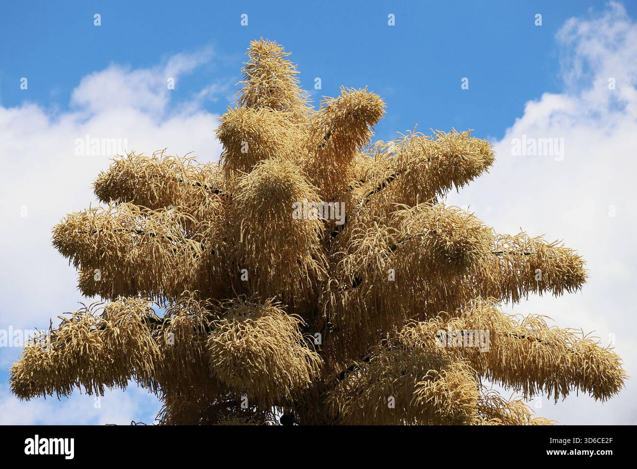 Rio De Janeiro, Brasile. 19 novembre 2025. Una palma Talipot (Corypha umbraculifera) nel Parco Eduardo Gomes (Parco Flamengo), nella zona meridionale di Rio de Janeiro, questo mercoledì 19. Originario dell'India meridionale e dello Sri Lanka, il Talipot è una rara specie di palma che fiorisce solo una volta nella sua vita, tra i 40 e i 70 anni dopo essere stato piantato. Fu introdotto nel parco negli anni '1960 dall'architetto paesaggista Roberto Burle Marx. Crediti: Brasile Photo Press/Alamy Live News Foto Stock