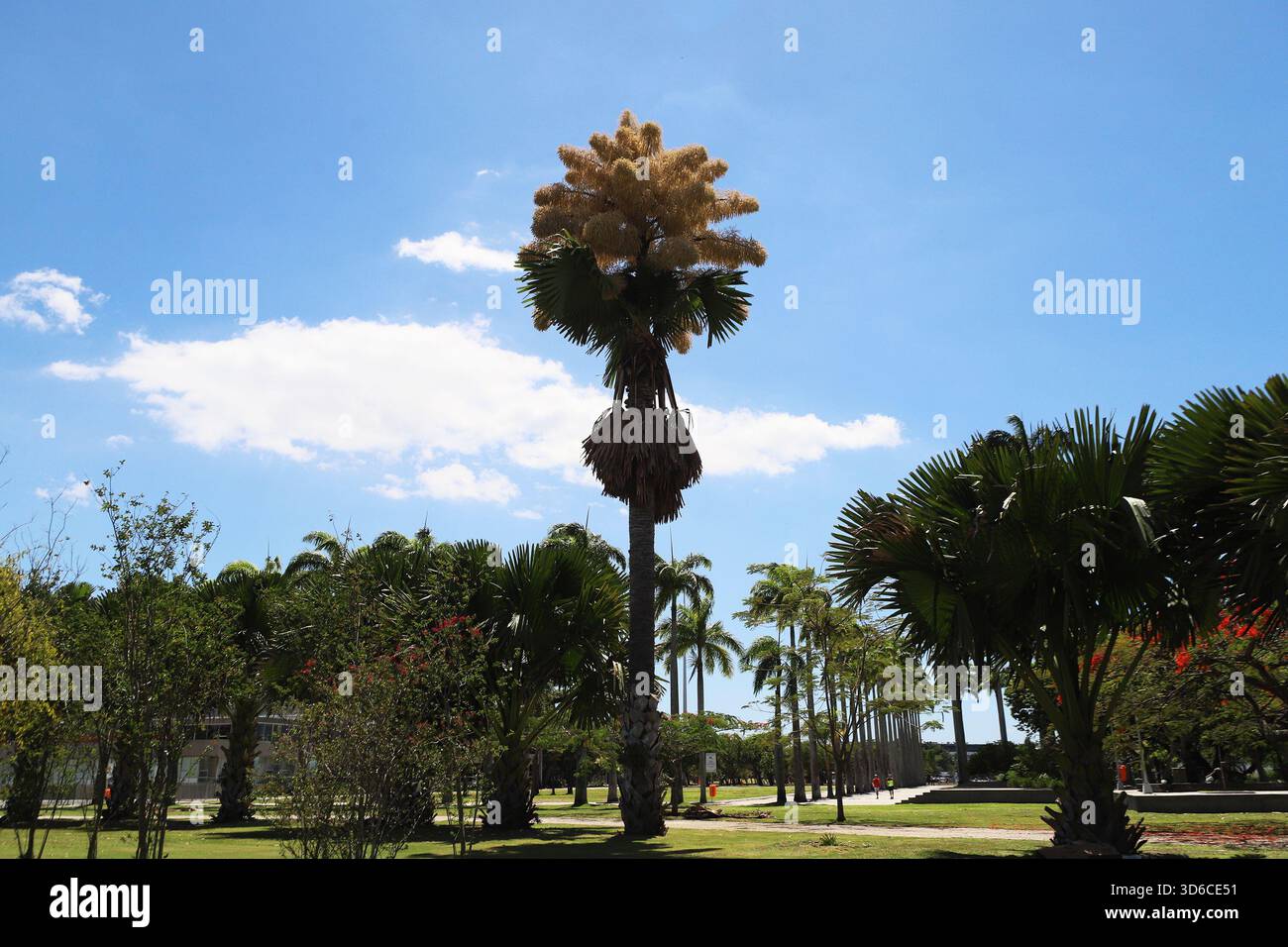 Rio De Janeiro, Brasile. 19 novembre 2025. Una palma Talipot (Corypha umbraculifera) nel Parco Eduardo Gomes (Parco Flamengo), nella zona meridionale di Rio de Janeiro, questo mercoledì 19. Originario dell'India meridionale e dello Sri Lanka, il Talipot è una rara specie di palma che fiorisce solo una volta nella sua vita, tra i 40 e i 70 anni dopo essere stato piantato. Fu introdotto nel parco negli anni '1960 dall'architetto paesaggista Roberto Burle Marx. Crediti: Brasile Photo Press/Alamy Live News Foto Stock
