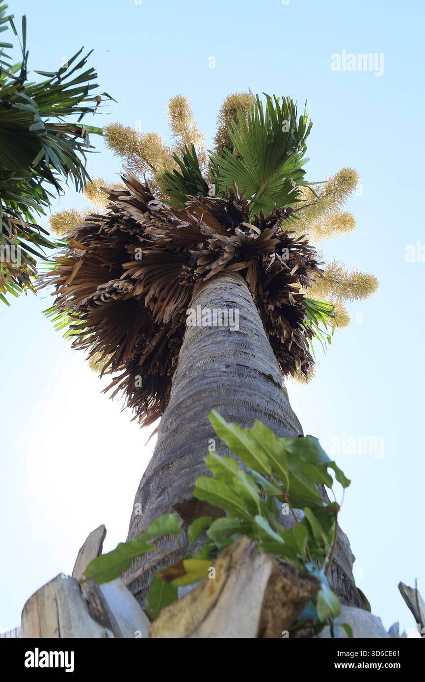 Rio De Janeiro, Brasile. 19 novembre 2025. Una palma Talipot (Corypha umbraculifera) nel Parco Eduardo Gomes (Parco Flamengo), nella zona meridionale di Rio de Janeiro, questo mercoledì 19. Originario dell'India meridionale e dello Sri Lanka, il Talipot è una rara specie di palma che fiorisce solo una volta nella sua vita, tra i 40 e i 70 anni dopo essere stato piantato. Fu introdotto nel parco negli anni '1960 dall'architetto paesaggista Roberto Burle Marx. Crediti: Brasile Photo Press/Alamy Live News Foto Stock