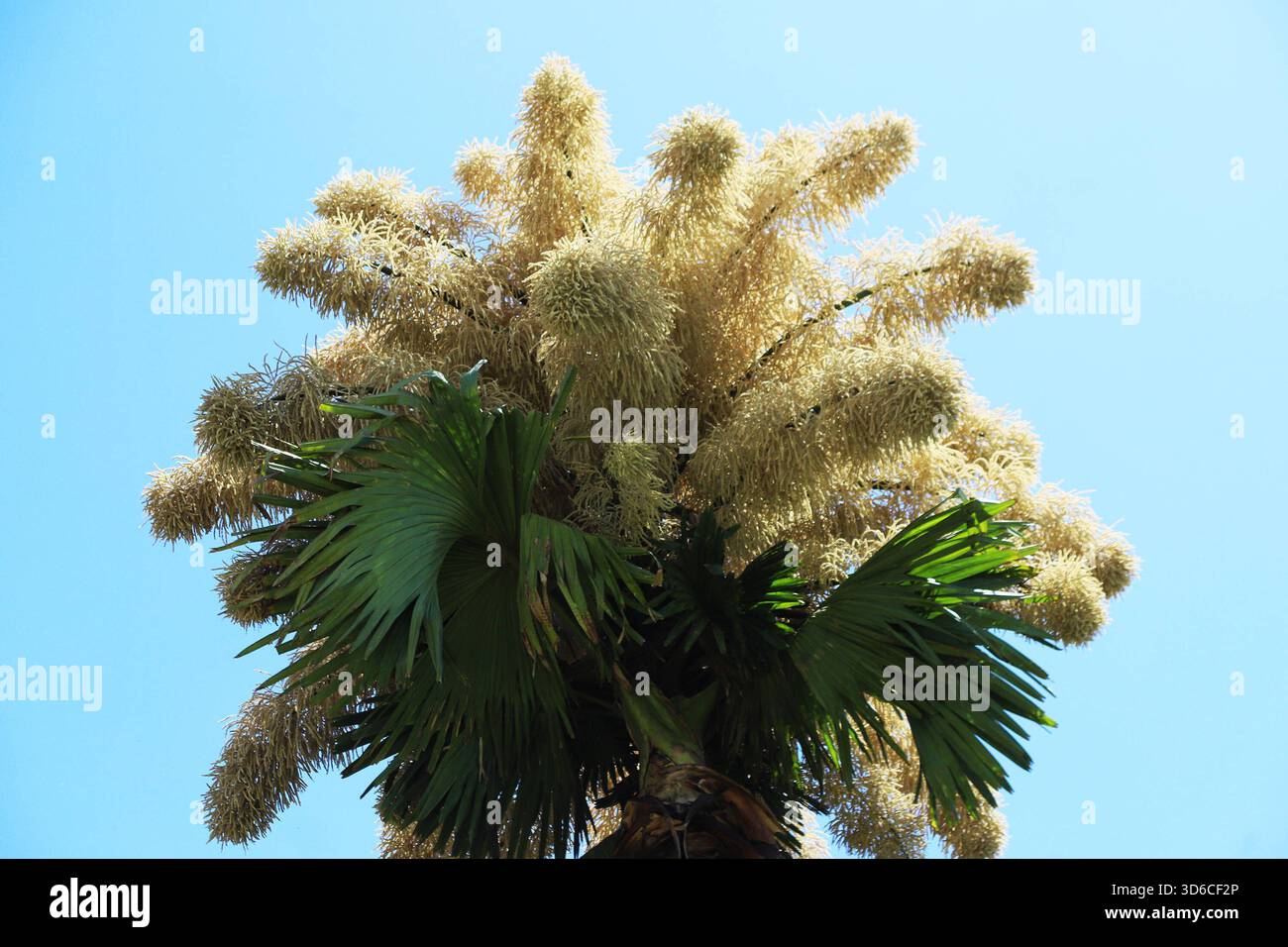 Le palme Talipot fioriscono a Rio de Janeiro. Una palma Talipot Corypha umbraculifera nel Parco Eduardo Gomes Flamengo Park, nella zona meridionale di Rio de Janeiro, questo mercoledì 19. Originario dell'India meridionale e dello Sri Lanka, il Talipot è una rara specie di palma che fiorisce solo una volta nella sua vita, tra i 40 e i 70 anni dopo essere stato piantato. Fu introdotto nel parco negli anni '1960 dall'architetto paesaggista Roberto Burle Marx. RIO DE JANEIRO Aterro do Flamengo RIO DE JANEIRO BRASILE Copyright: XCHARLESxSHOLx Foto Stock