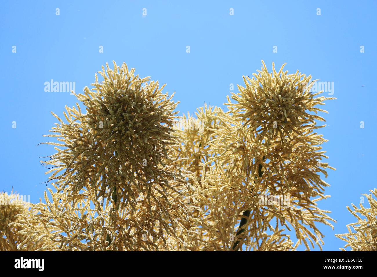 Le palme Talipot fioriscono a Rio de Janeiro. Una palma Talipot Corypha umbraculifera nel Parco Eduardo Gomes Flamengo Park, nella zona meridionale di Rio de Janeiro, questo mercoledì 19. Originario dell'India meridionale e dello Sri Lanka, il Talipot è una rara specie di palma che fiorisce solo una volta nella sua vita, tra i 40 e i 70 anni dopo essere stato piantato. Fu introdotto nel parco negli anni '1960 dall'architetto paesaggista Roberto Burle Marx. RIO DE JANEIRO Aterro do Flamengo RIO DE JANEIRO BRASILE Copyright: XCHARLESxSHOLx Foto Stock
