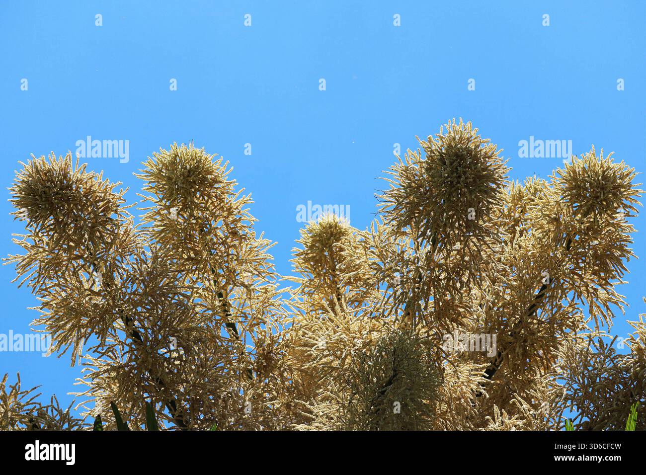 Le palme Talipot fioriscono a Rio de Janeiro. Una palma Talipot Corypha umbraculifera nel Parco Eduardo Gomes Flamengo Park, nella zona meridionale di Rio de Janeiro, questo mercoledì 19. Originario dell'India meridionale e dello Sri Lanka, il Talipot è una rara specie di palma che fiorisce solo una volta nella sua vita, tra i 40 e i 70 anni dopo essere stato piantato. Fu introdotto nel parco negli anni '1960 dall'architetto paesaggista Roberto Burle Marx. RIO DE JANEIRO Aterro do Flamengo RIO DE JANEIRO BRASILE Copyright: XCHARLESxSHOLx Foto Stock