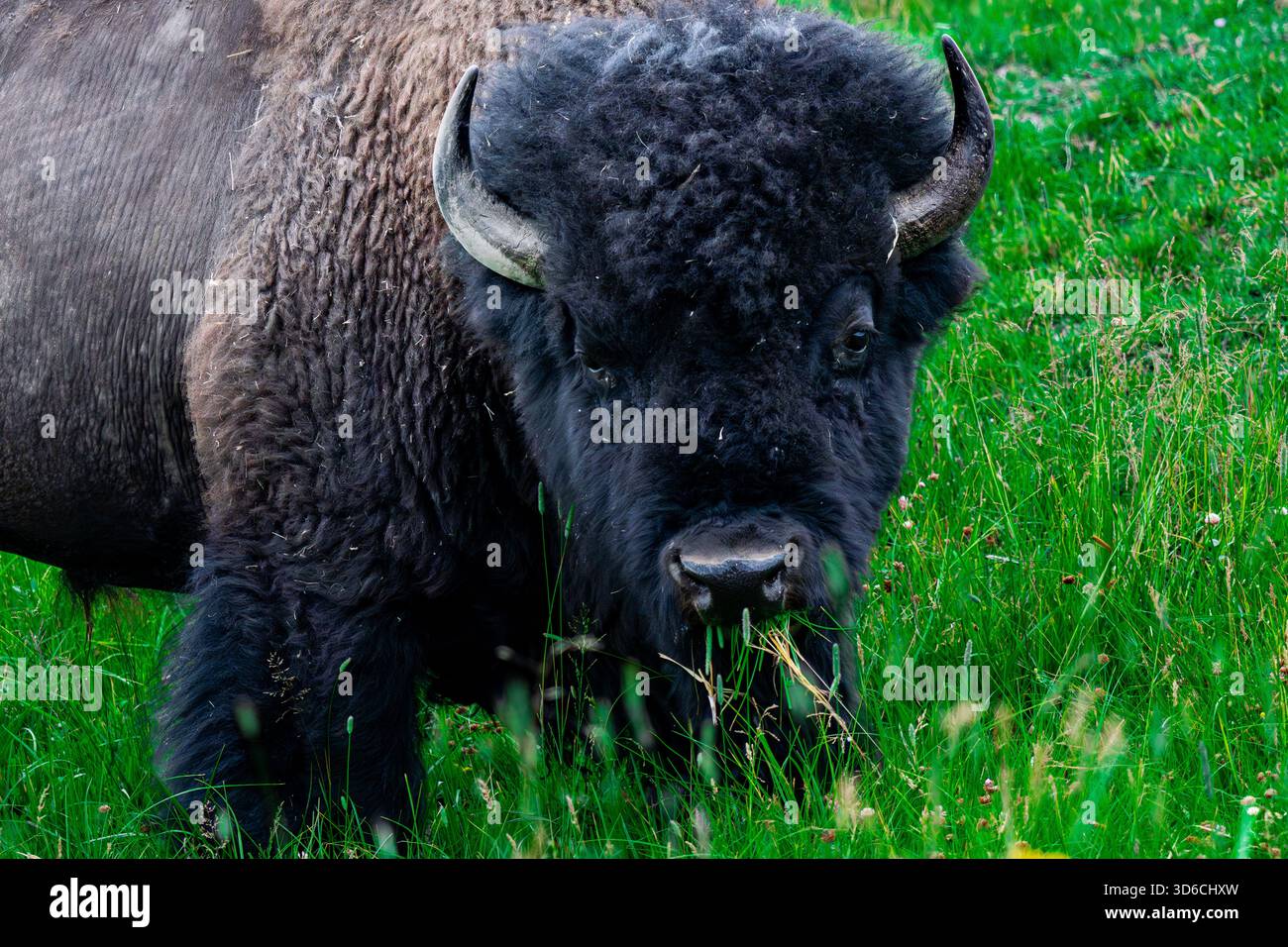 Un bisonte selvaggio che si aggira nel paesaggio aperto del parco nazionale di Yellowstone, catturato nel suo habitat naturale. Foto Stock