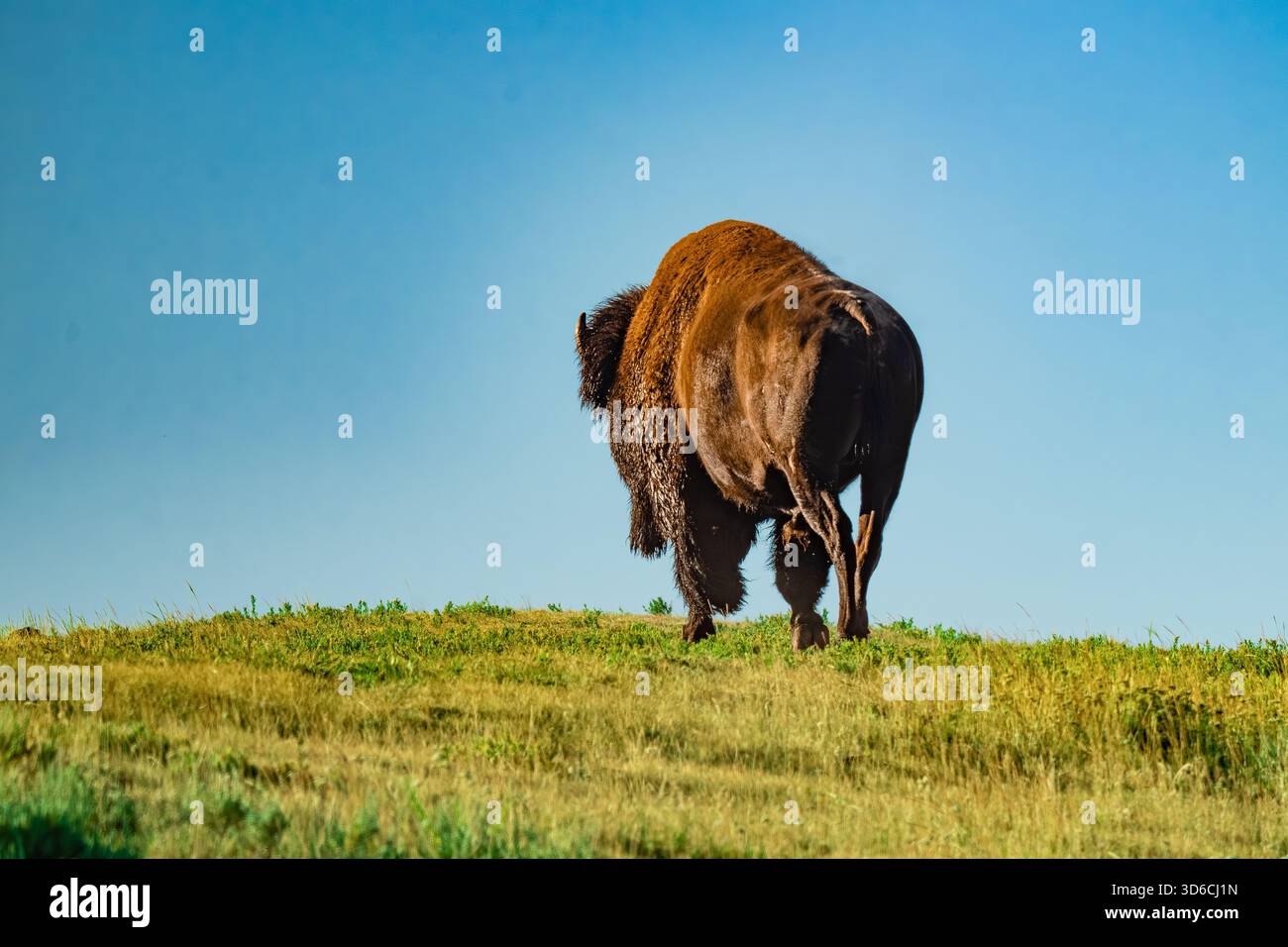 Un bisonte selvaggio che si aggira nel paesaggio aperto del parco nazionale di Yellowstone, catturato nel suo habitat naturale. Foto Stock