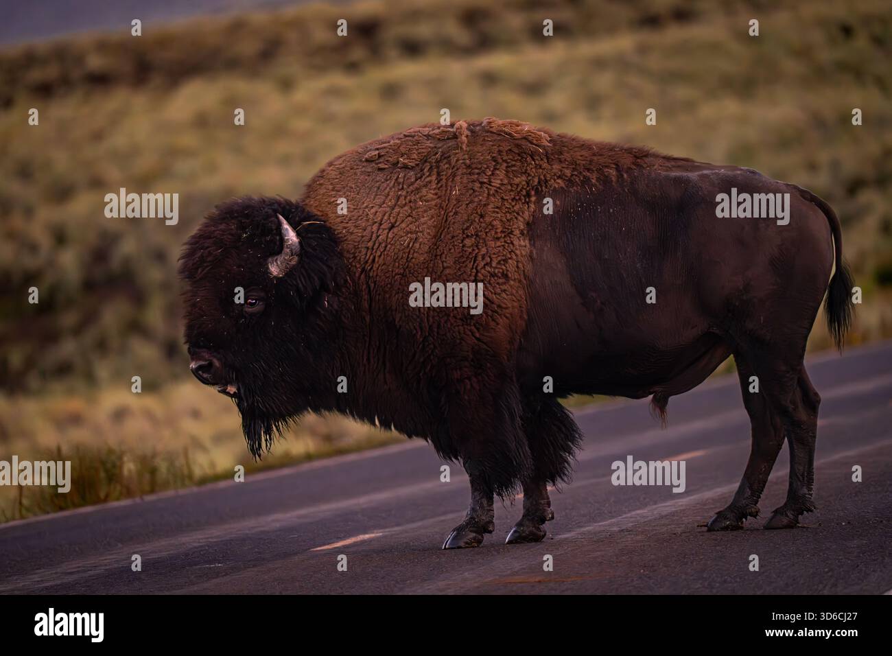 Un bisonte selvaggio che si aggira nel paesaggio aperto del parco nazionale di Yellowstone, catturato nel suo habitat naturale. Foto Stock