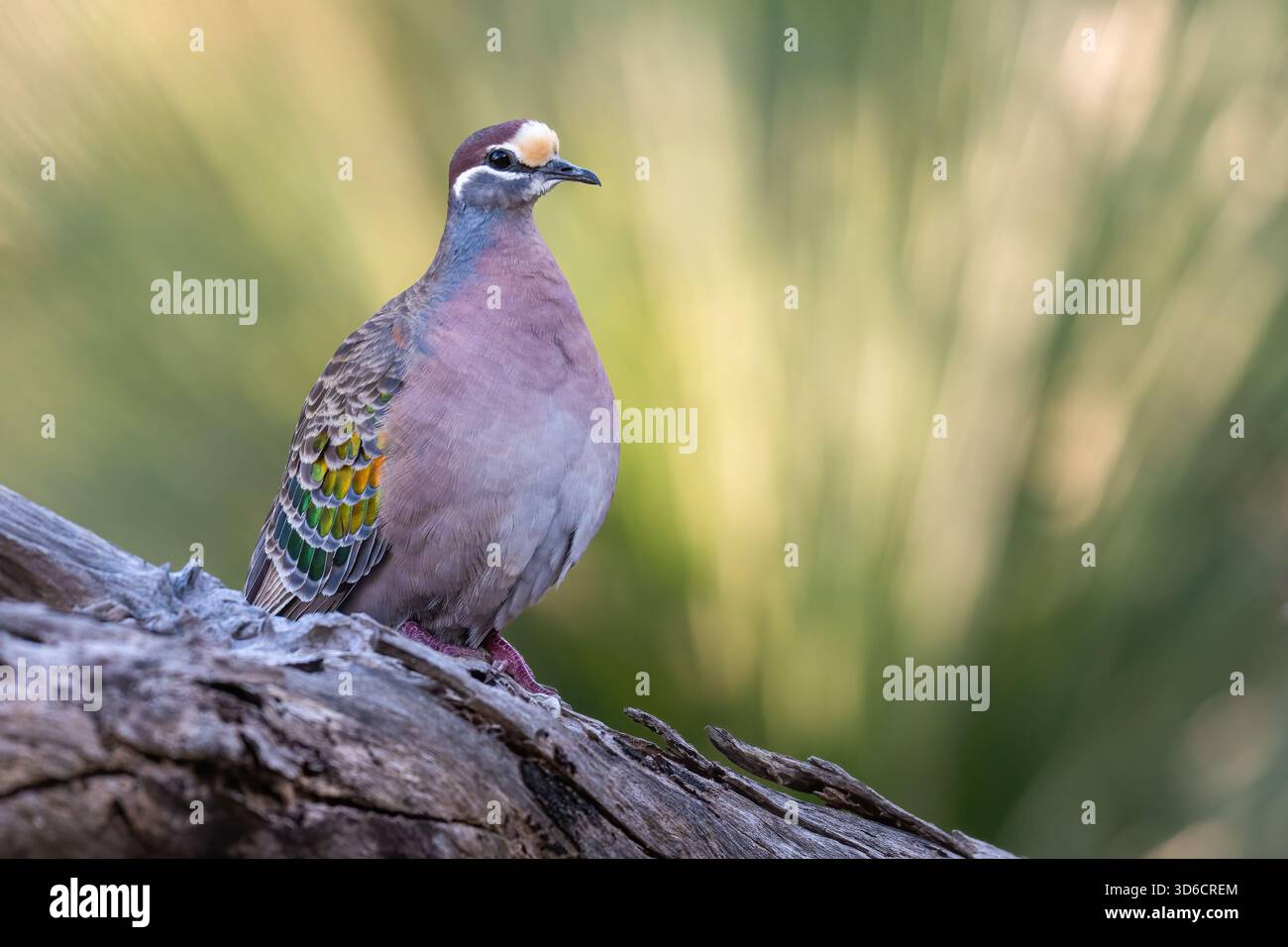 Piccione bronzeo comune (Phaps chalcoptera), Perth, Australia Occidentale Foto Stock