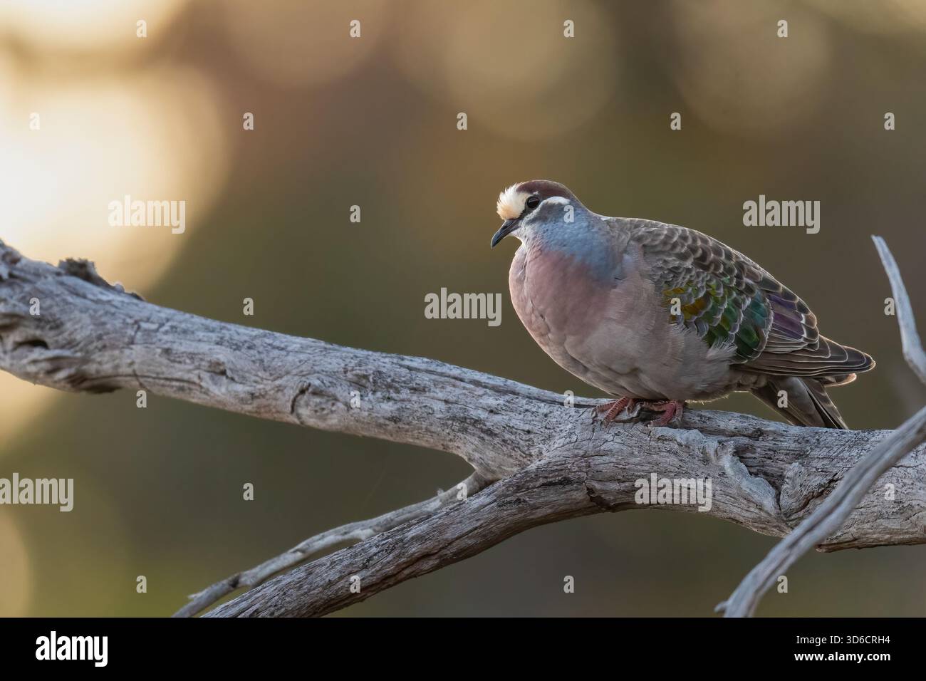 Piccione bronzeo comune (Phaps chalcoptera) al tramonto, Perth, Australia Occidentale Foto Stock