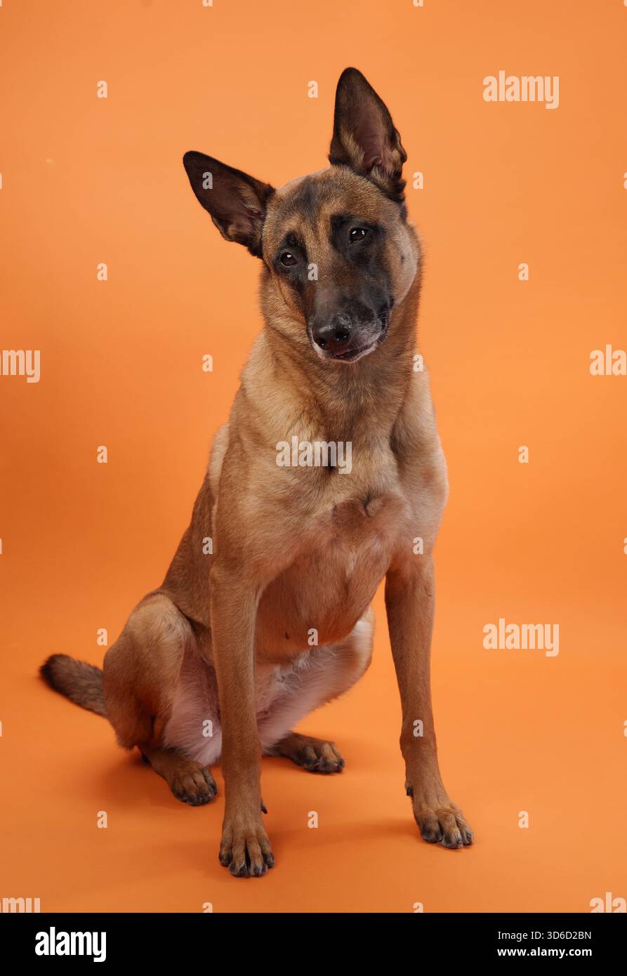 Un Malinois belga si erge in posizione verticale su un vibrante sfondo arancione, con il suo sguardo acuto che mostra la sua natura attenta. I colori vivaci enfatizzano Foto Stock