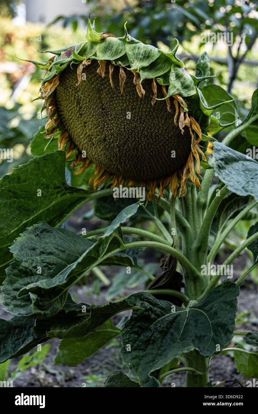 Primo piano di una testa di girasole matura con petali gocciolanti e grandi foglie verdi in un giardino Foto Stock