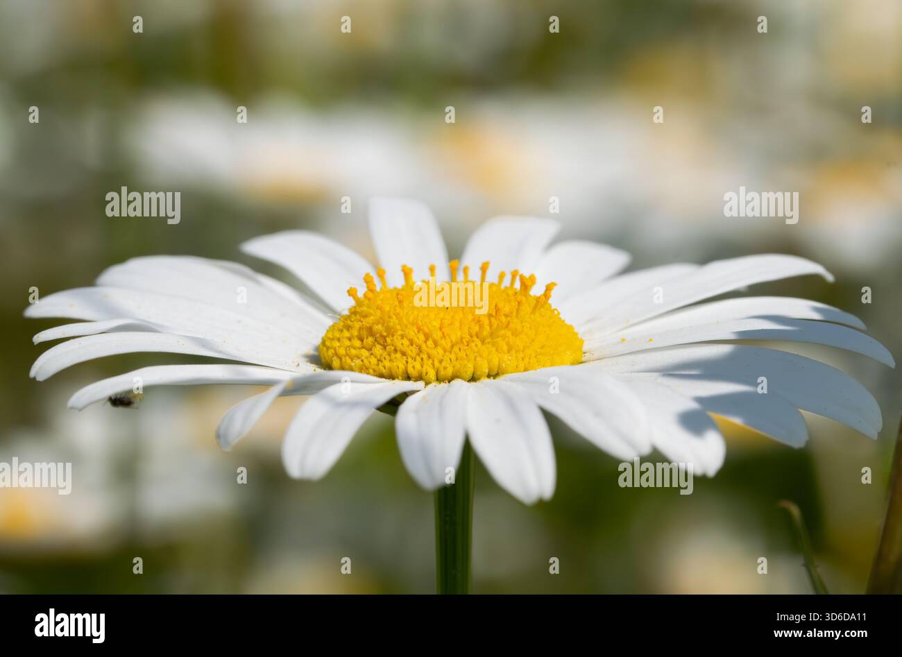 daisies, Leucanthemum vulgare, con un primo piano in primo piano e il resto delicatamente sullo sfondo Foto Stock
