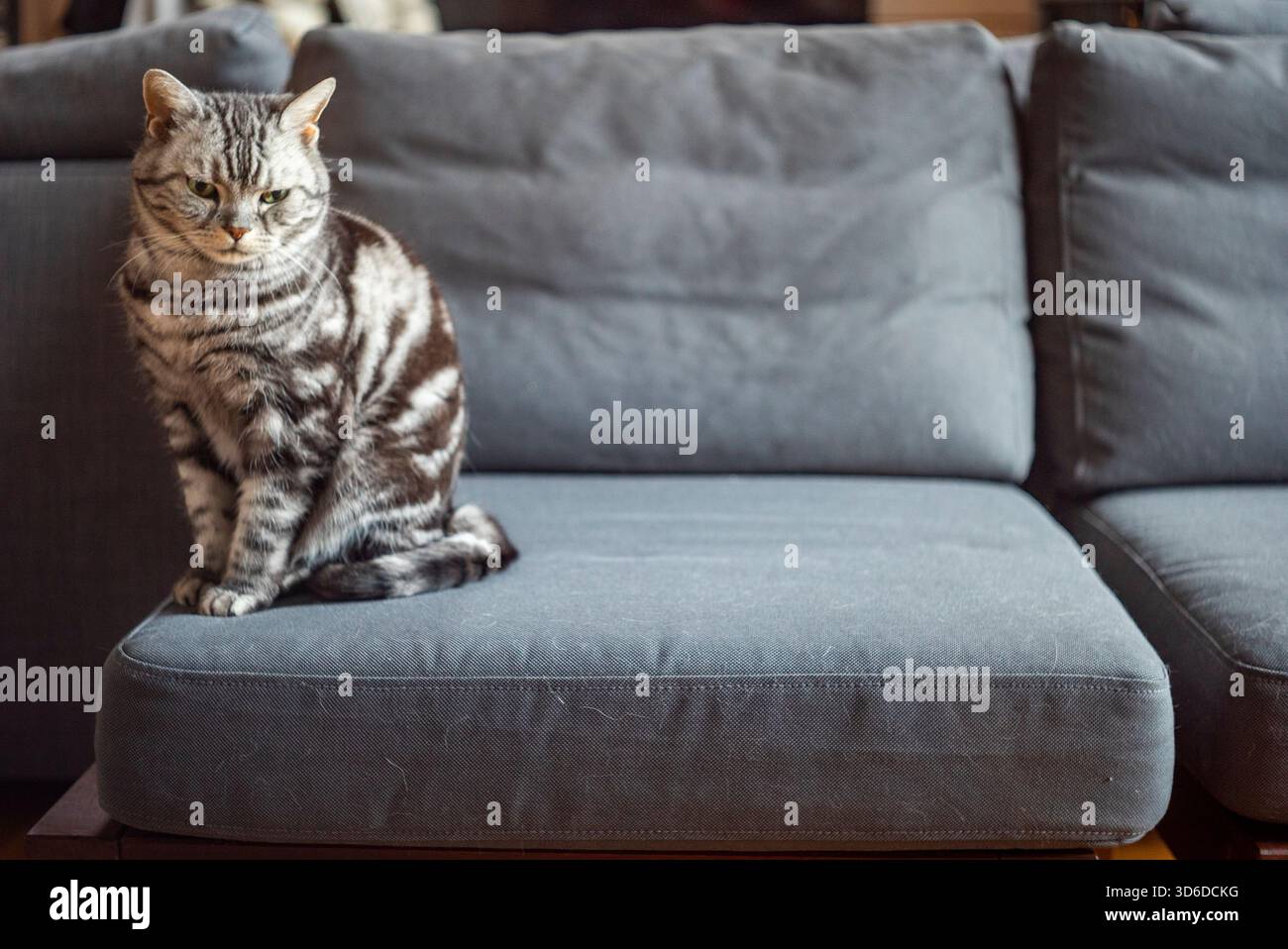 un bellissimo gatto da tabby seduto tranquillamente su un divano dall'aspetto pensivo Foto Stock