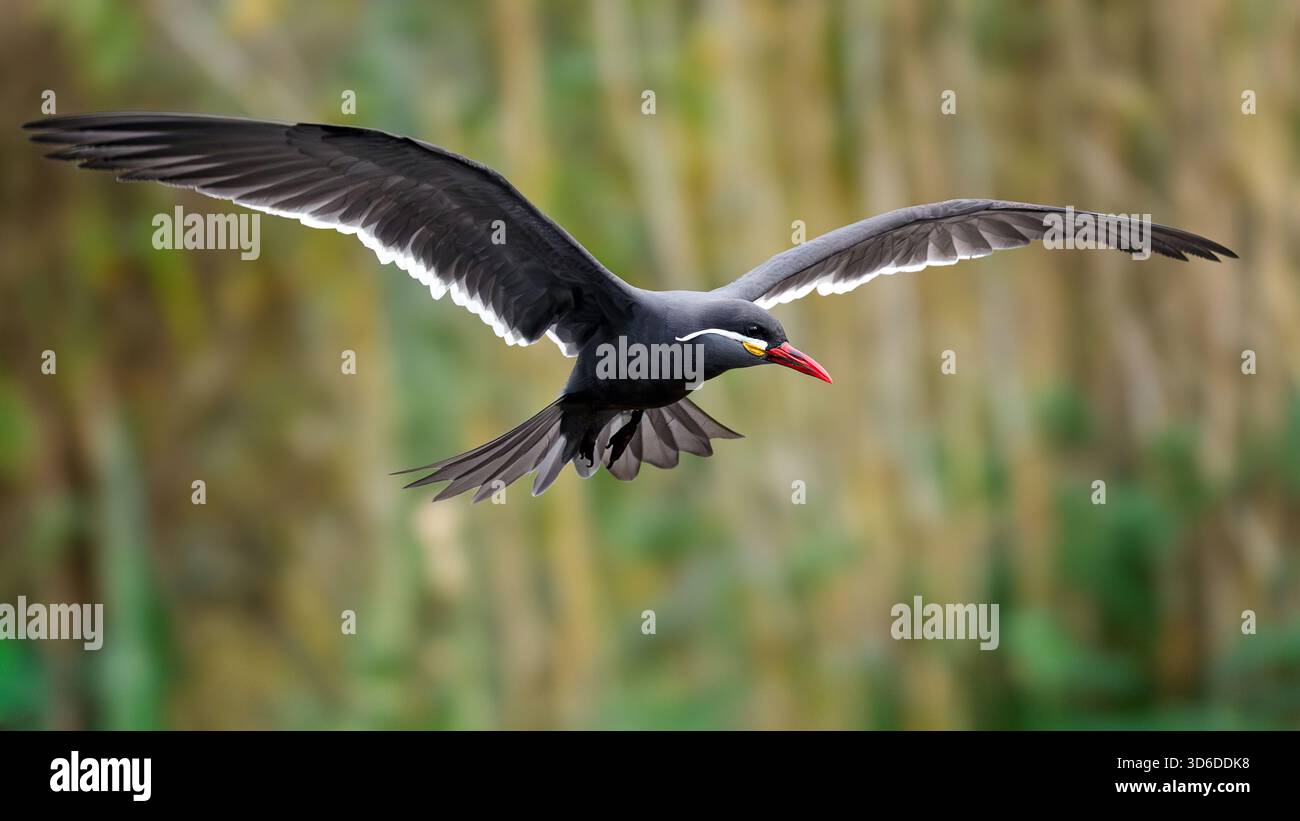 Terna Inca (Larosterna inca) nel suo ambiente naturale Foto Stock