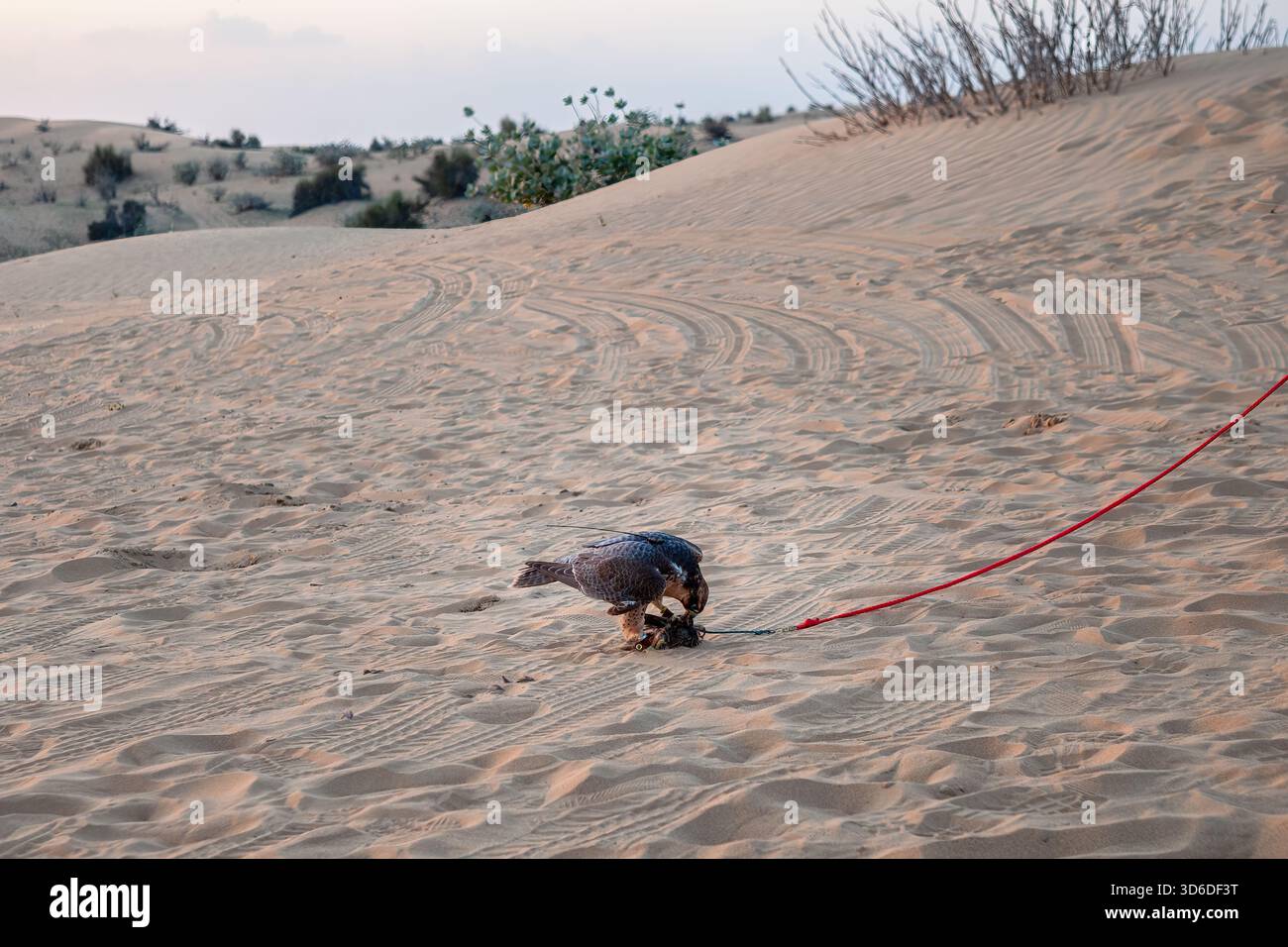 Falcon che sta andando a caccia della sua preda Foto Stock