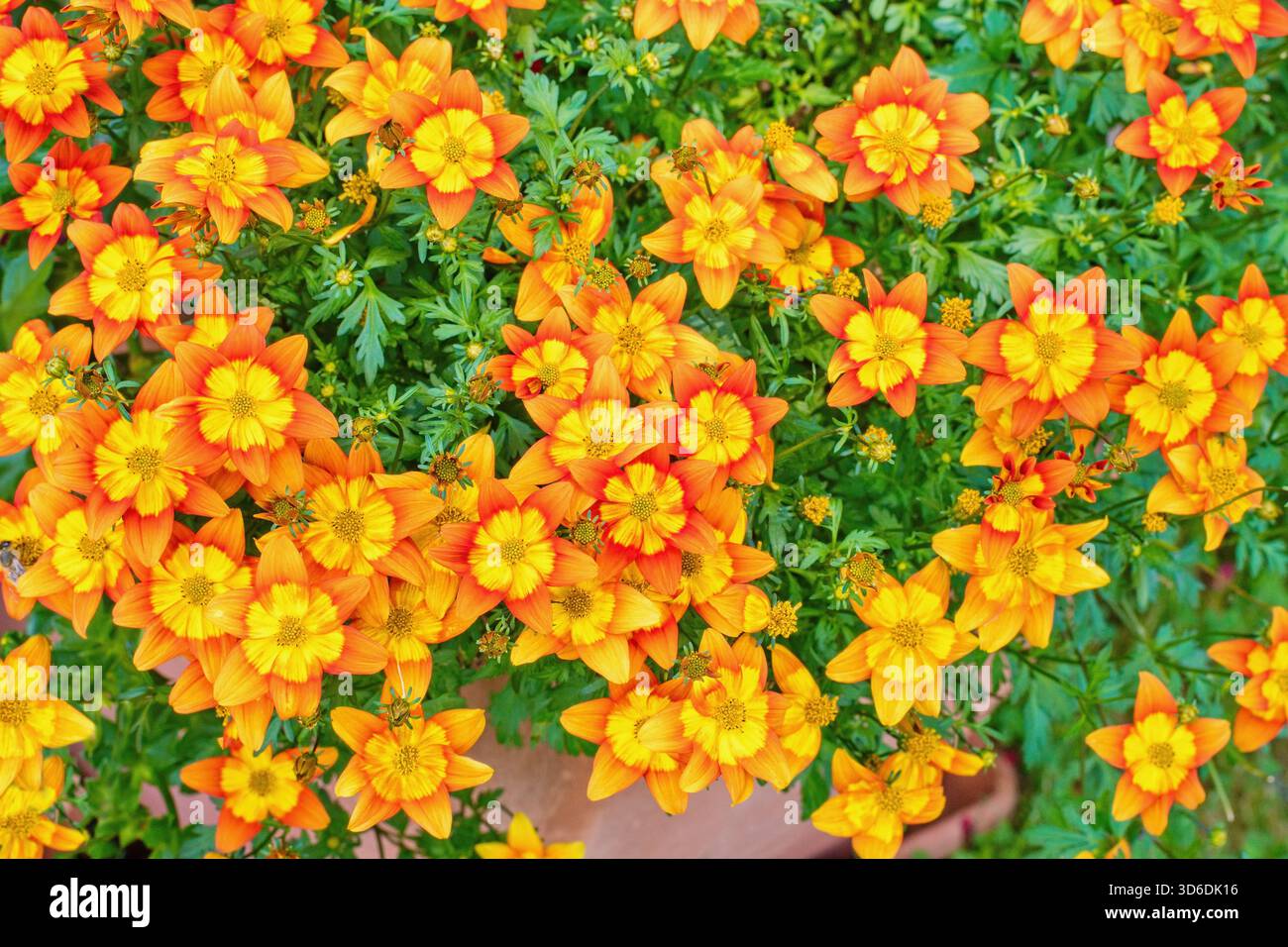Bidens ferulifolia - bellissimi fiori gialli piantati nel vaso, terrazza estiva. Foto Stock