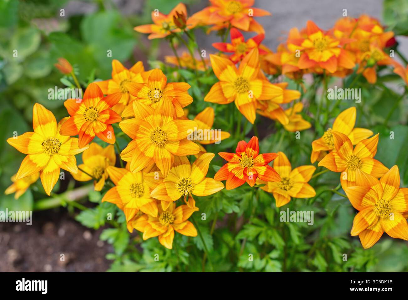 Bidens ferulifolia - bellissimi fiori gialli piantati nel vaso, terrazza estiva. Foto Stock