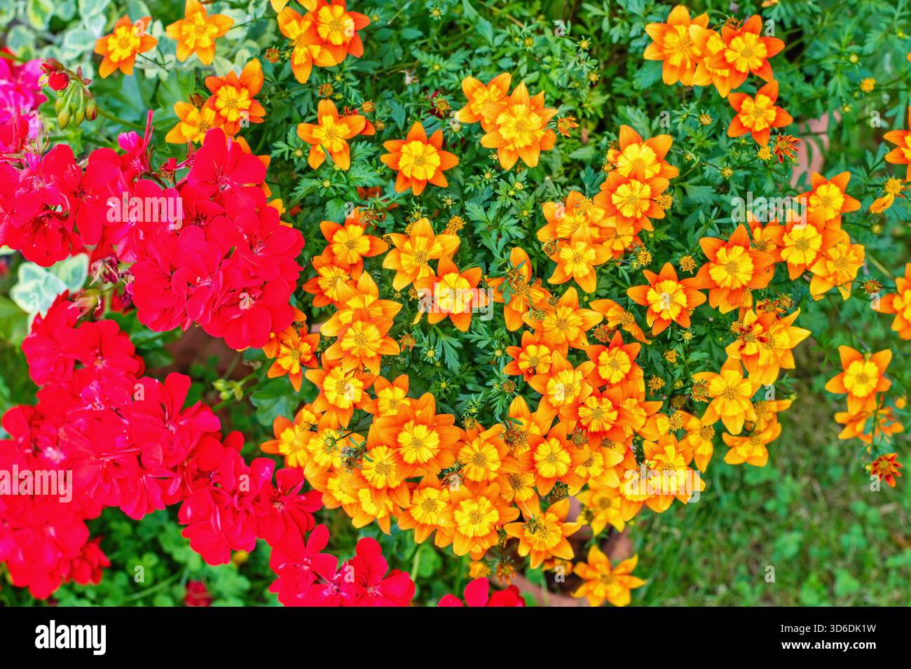 Gialli Bidens ferulifolia e Geranio rosso - ispirazione per il giardino per le piante in vaso. Foto Stock