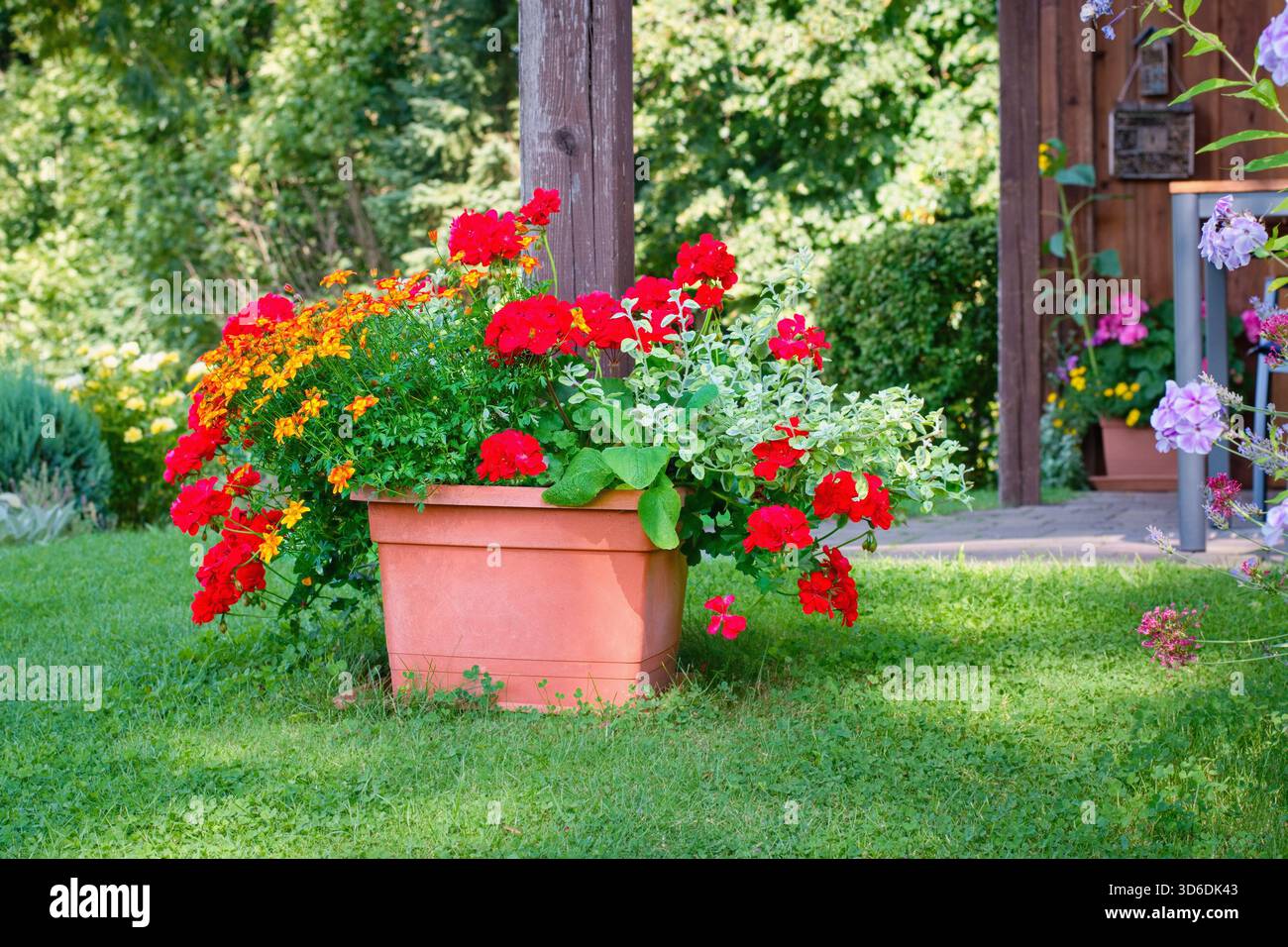 Gialli Bidens ferulifolia e Geranio rosso - ispirazione per il giardino per le piante in vaso. Foto Stock