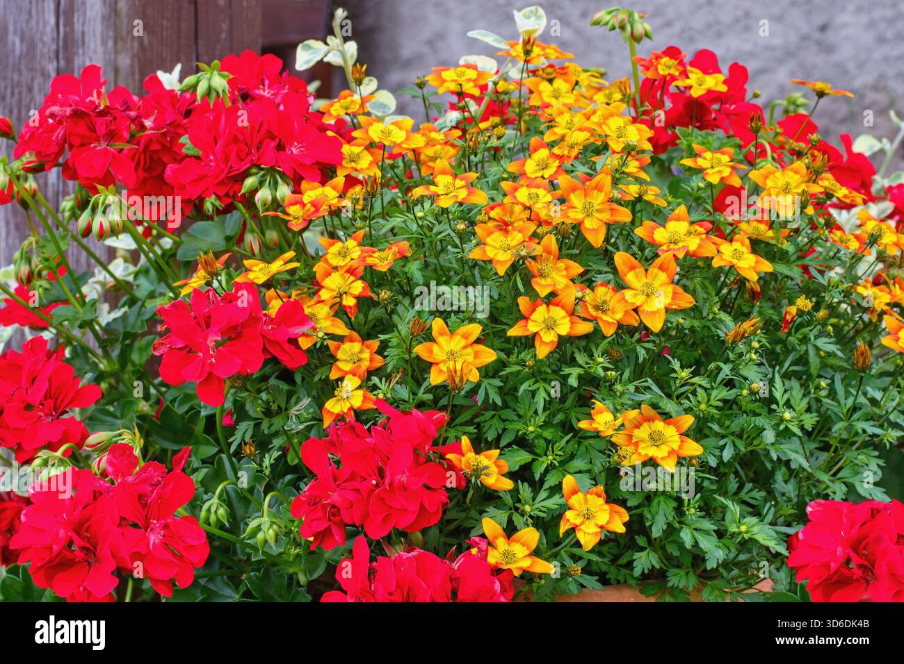 Gialli Bidens ferulifolia e Geranio rosso - ispirazione per il giardino per le piante in vaso. Foto Stock