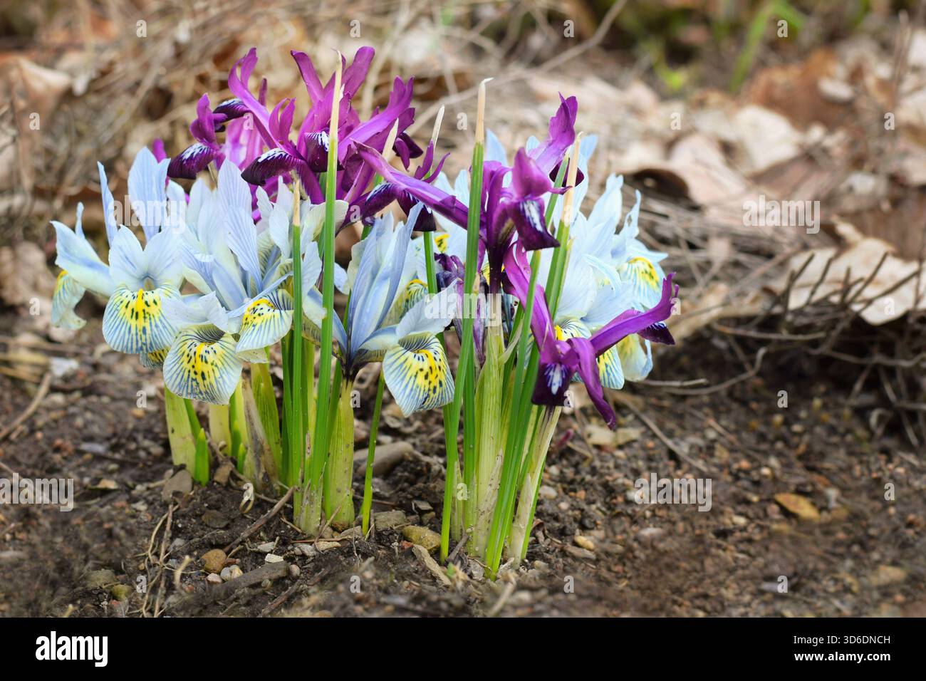 Iris reticulata - Iris reticolato, fiori primaverili multicolori Foto Stock
