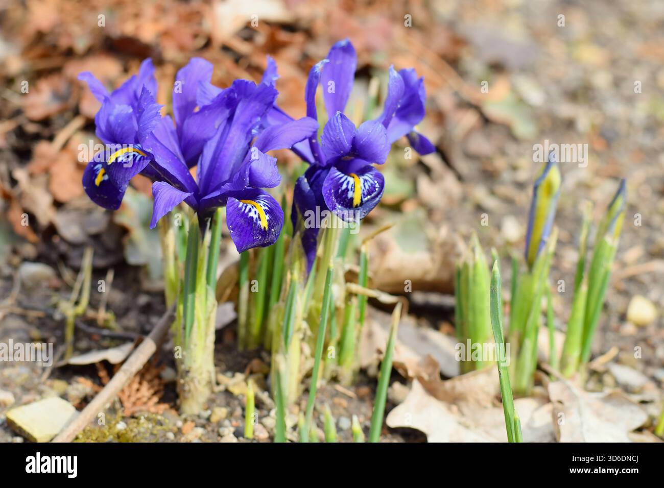 Iris reticulata - Iris reticolato Foto Stock