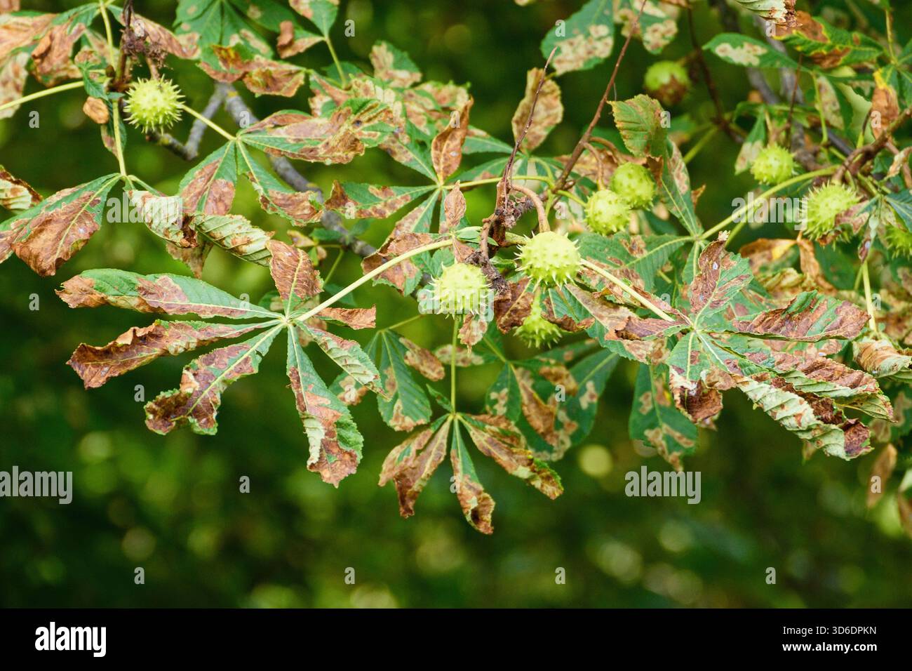 Ippocastano danneggiato con il minatore di foglie di ippocastagno (Cameraria ohridella) - malattia delle piante Foto Stock