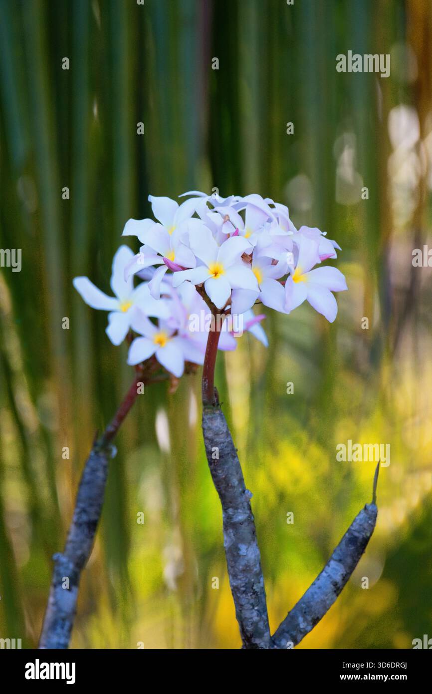 Plumeria, nota anche come frangipani, è un genere di piante in fiore, arbusti succulenti o alberi. Foto Stock