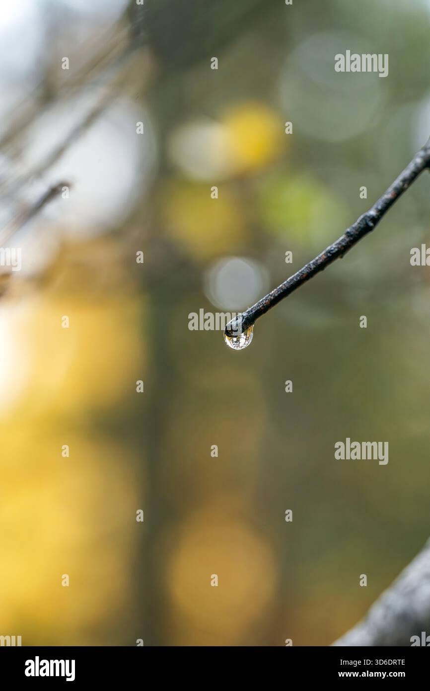 Goccioline d'acqua appese dalla punta del ramo dell'albero sottile, foto macro con sfondo bokeh giallo e verde, dettaglio stagione autunnale Foto Stock
