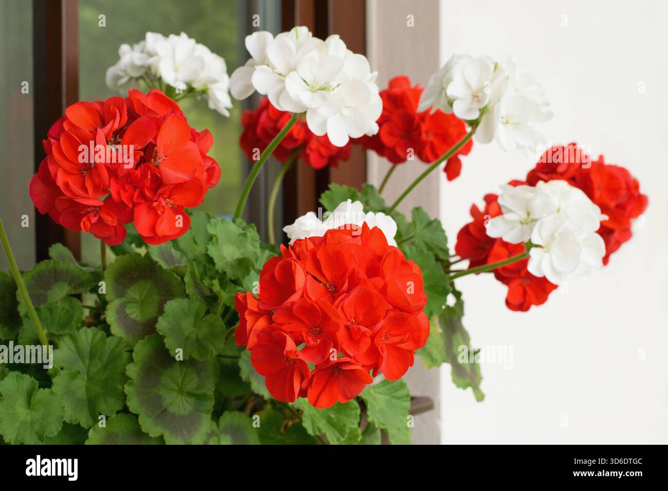 Fiori di geranio riccamente fioriti sulle finestre - Pelargonium Zonale Foto Stock