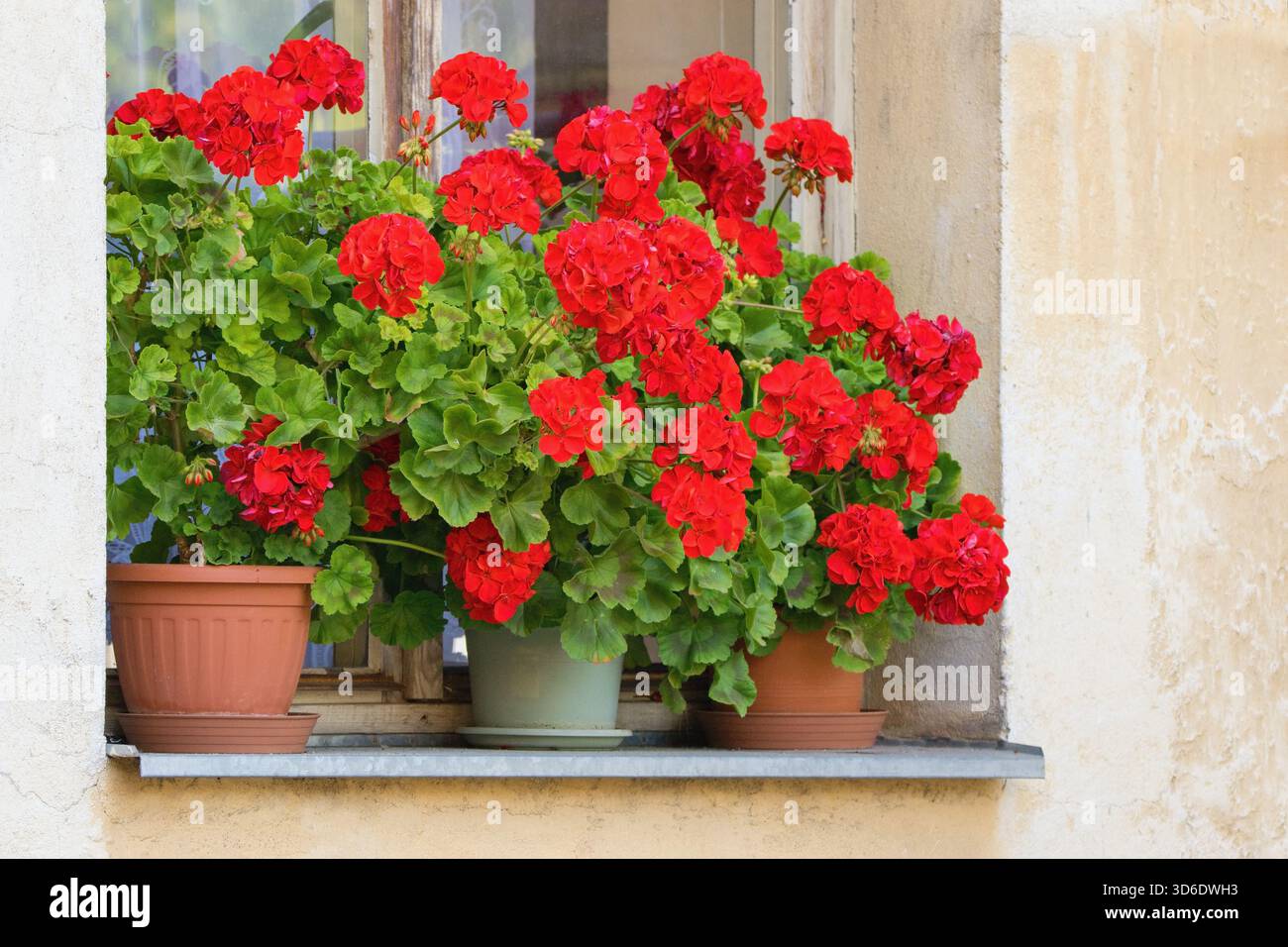 Fiori di geranio riccamente fioriti sulle finestre - Pelargonium Zonale Foto Stock