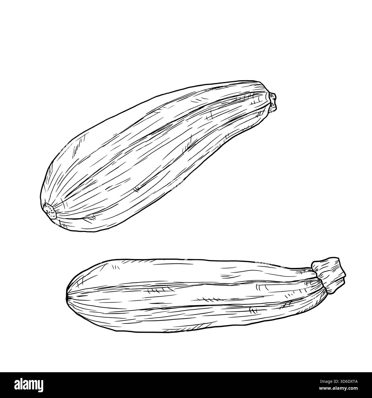 Zucchine e melanzane, un set di silhouette, sketch. Illustrazione vettoriale. Le verdure della fattoria sono isolate su uno sfondo bianco. Il tema della cucina Illustrazione Vettoriale