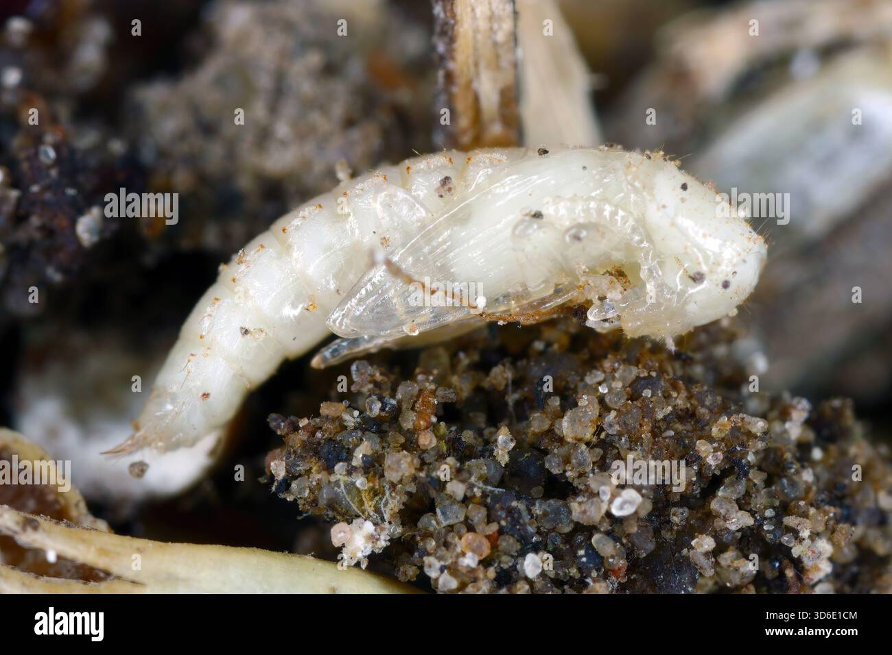 Più grande scarabeo di farina nera, Cynaeus angustus. Cucciolo con vista laterale. Foto Stock
