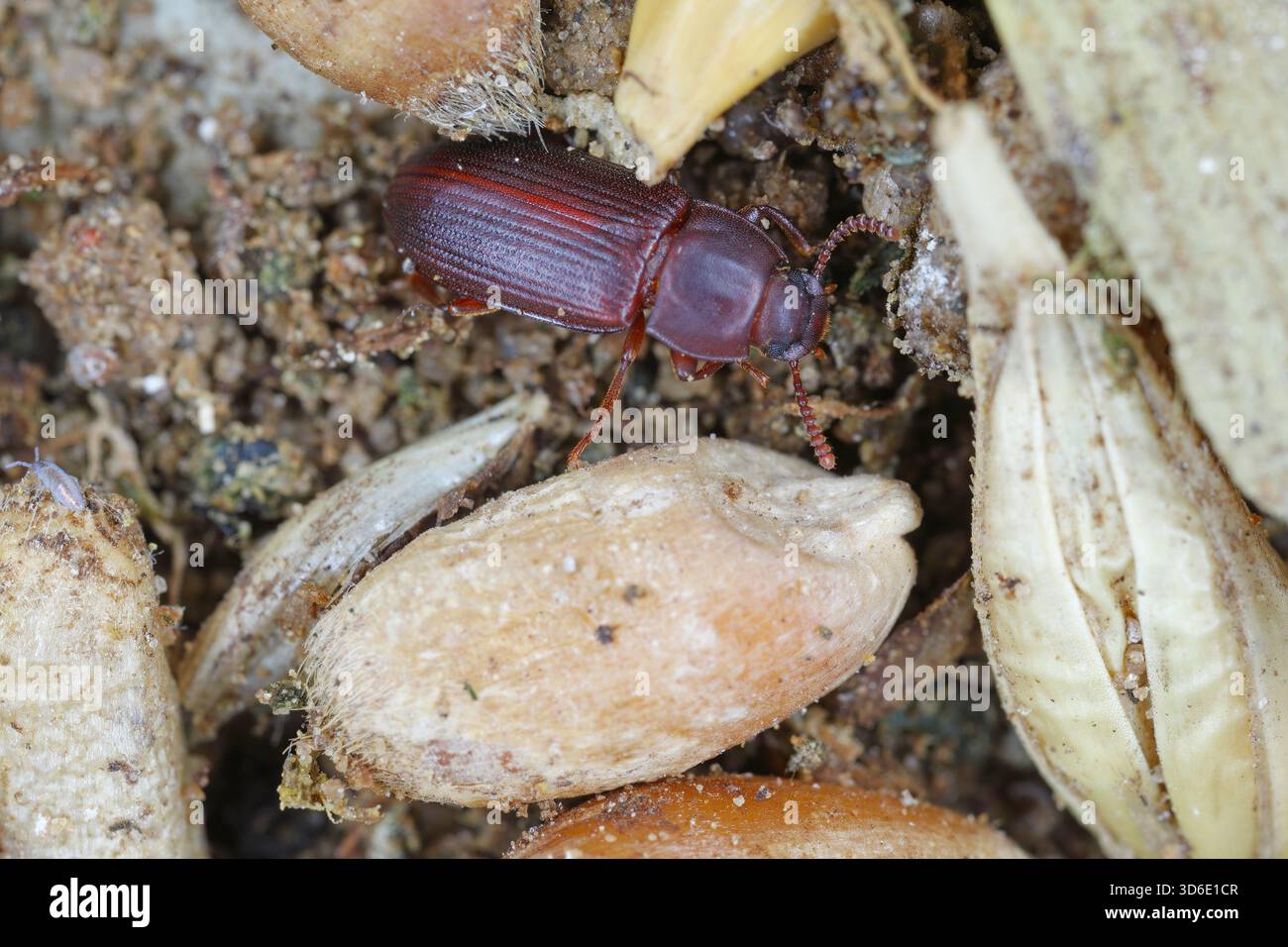 Più grande scarabeo di farina nera, Cynaeus angustus. Campione adulto in cereali. Foto Stock