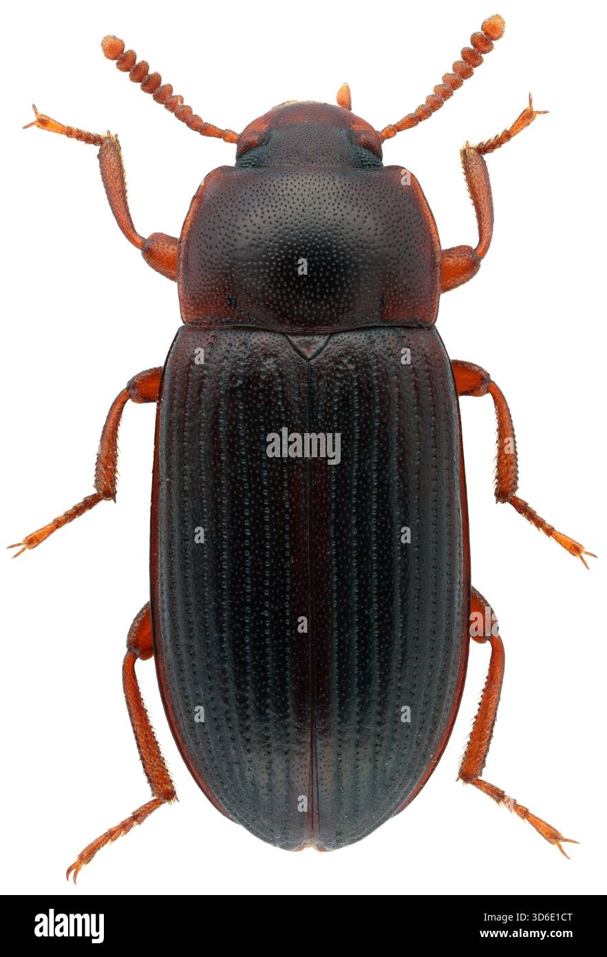 Più grande scarabeo di farina nera, Cynaeus angustus. Campione adulto isolato su sfondo bianco. Foto Stock