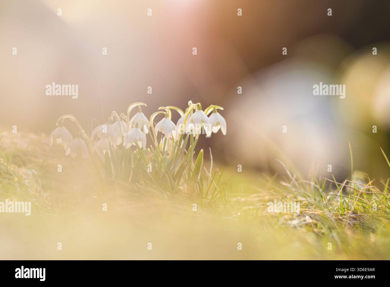 Fiori primaverili fioriscono alla luce del sole Foto Stock