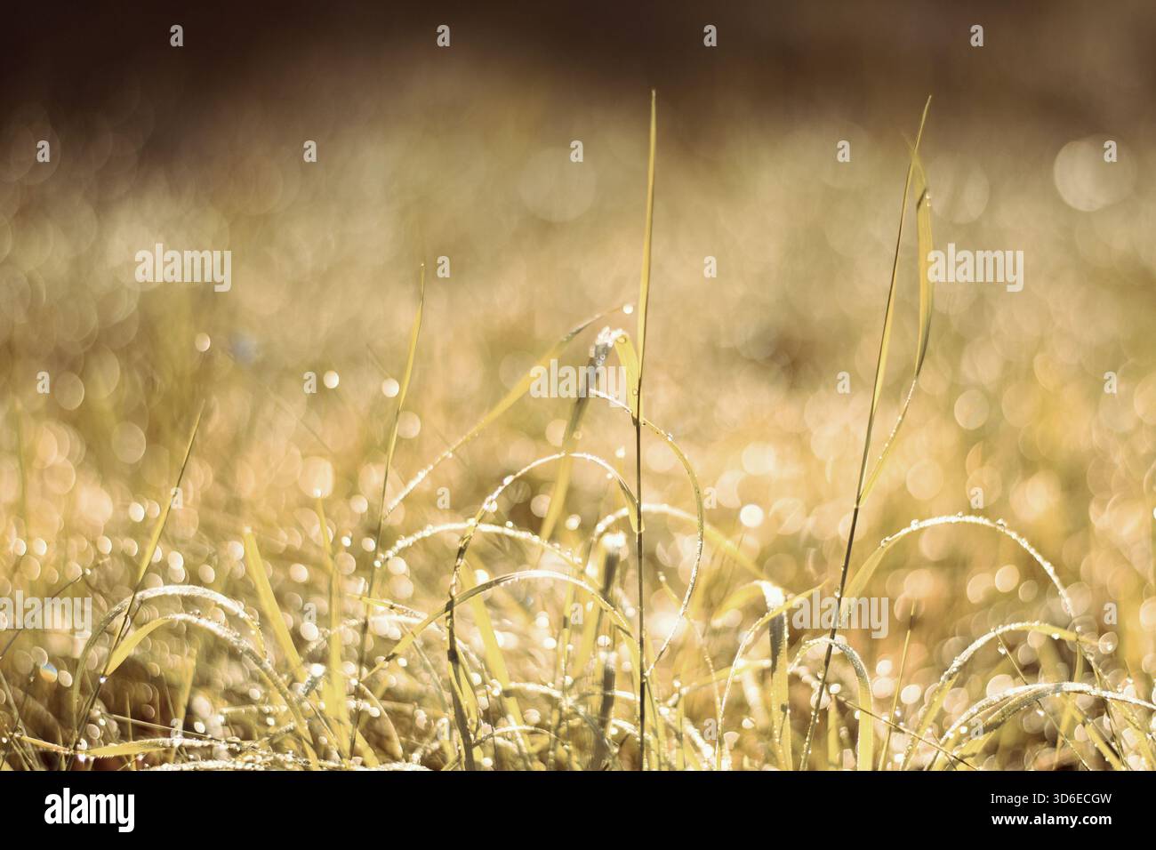 Splendida luce dorata scintillante e rugiada mattutina nell'erba sbiadita autunnale Foto Stock