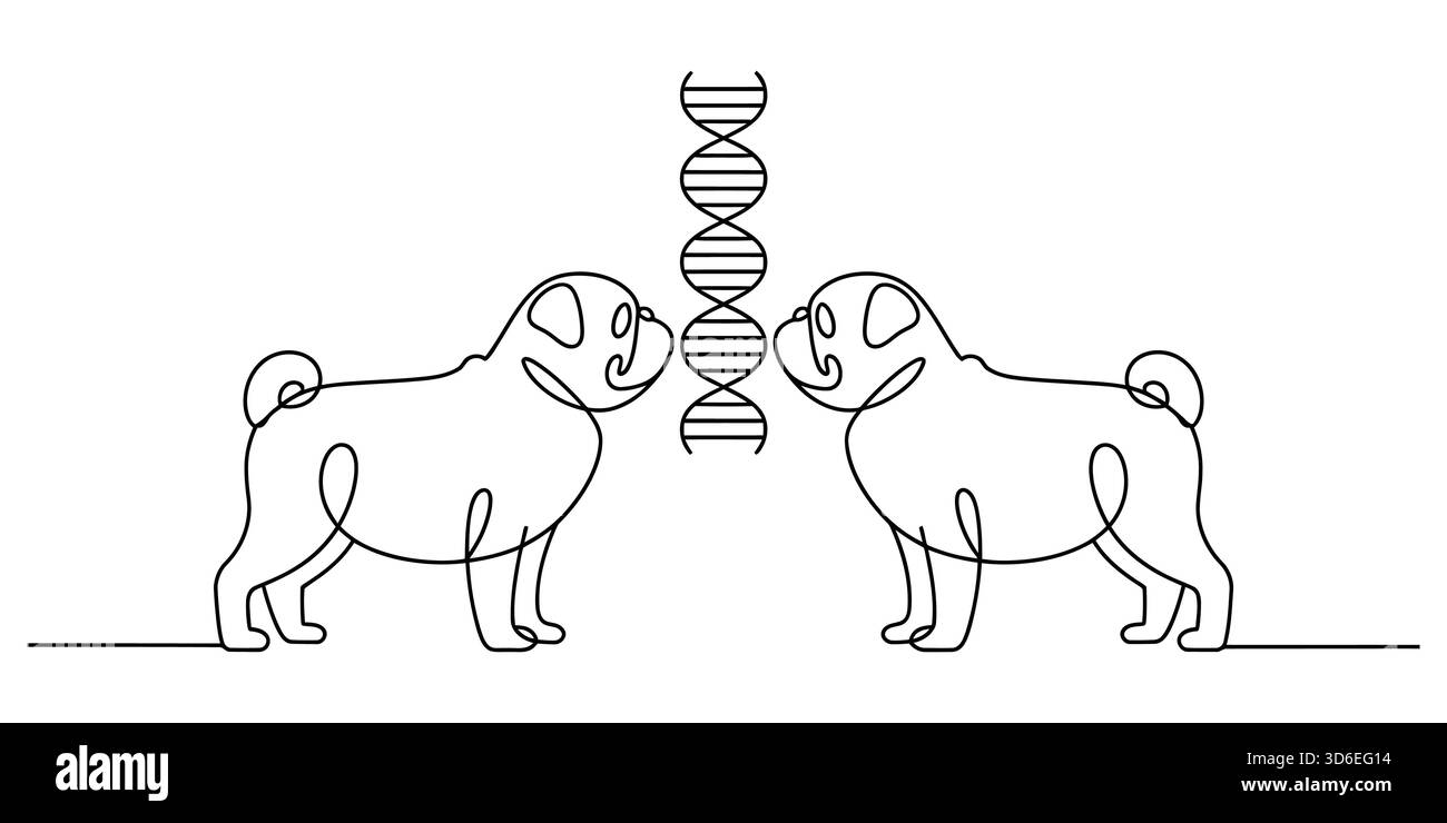 Illustrazione grafica in linea continua dei cani Pug con elica del dna, concetto di genetica. Illustrazione Vettoriale