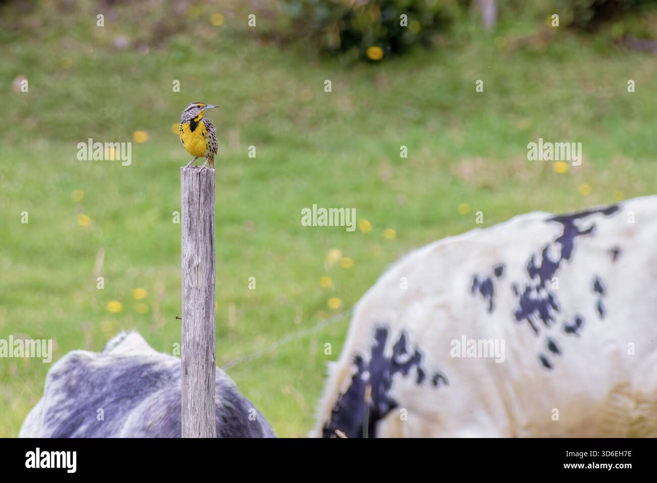 Un meadowlark orientale in piedi su un palo in un pascolo, in una fattoria nelle montagne andine orientali della Colombia centrale Foto Stock