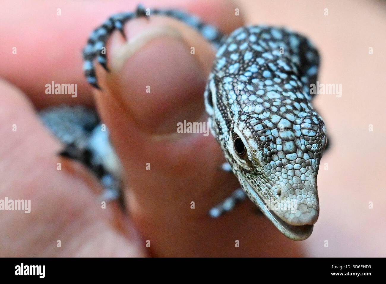 Pilsen, Repubblica Ceca. 20 novembre 2025. Lo zoo Plzen ha allevato rari monitor di alberi maculati di blu nella sua esposizione urbana Akva Tera a Pilsen, Repubblica Ceca, 20 novembre 2025. Crediti: Miroslav Chaloupka/CTK Photo/Alamy Live News Foto Stock