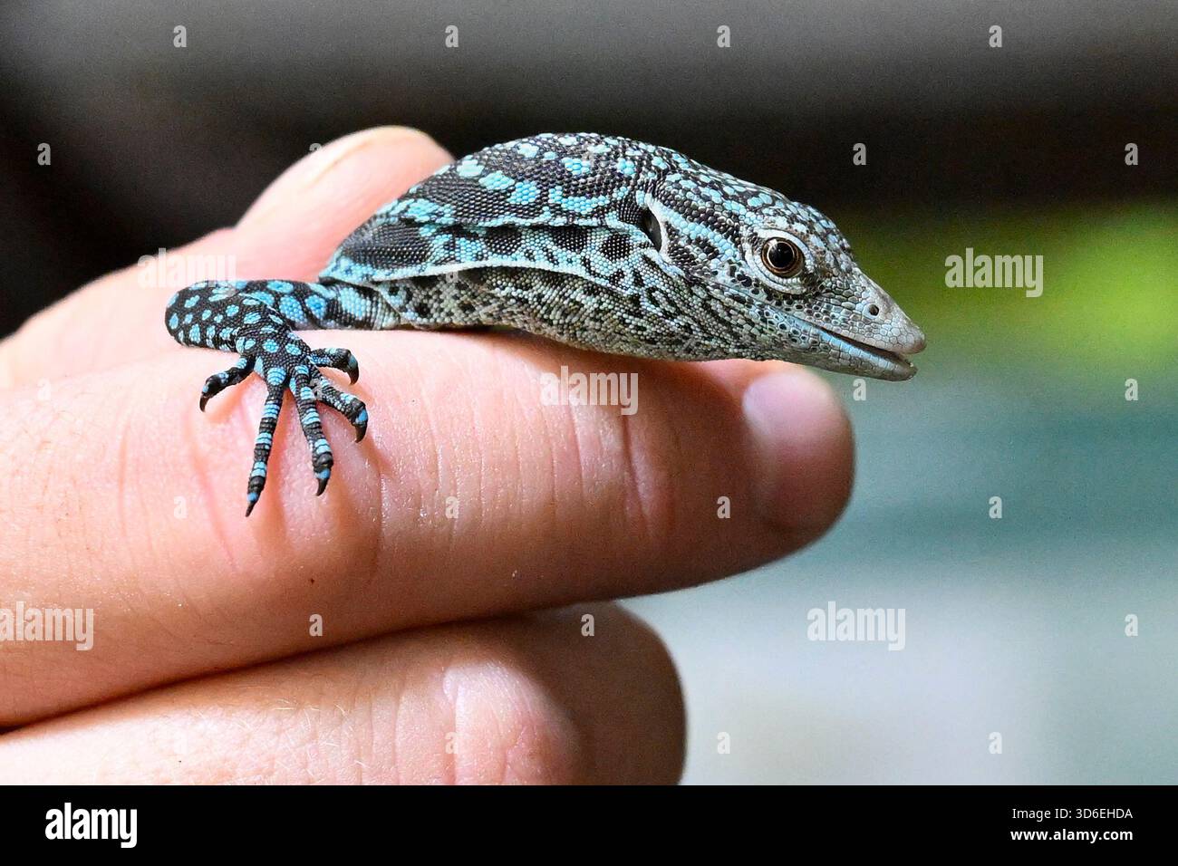 Pilsen, Repubblica Ceca. 20 novembre 2025. Lo zoo Plzen ha allevato rari monitor di alberi maculati di blu nella sua esposizione urbana Akva Tera a Pilsen, Repubblica Ceca, 20 novembre 2025. Crediti: Miroslav Chaloupka/CTK Photo/Alamy Live News Foto Stock