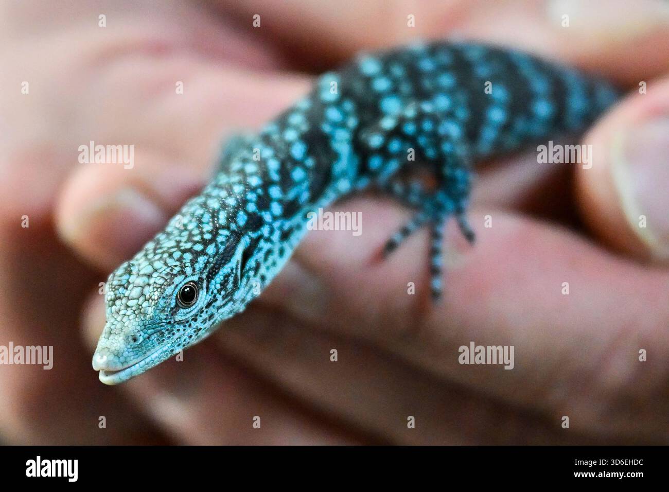 Pilsen, Repubblica Ceca. 20 novembre 2025. Lo zoo Plzen ha allevato rari monitor di alberi maculati di blu nella sua esposizione urbana Akva Tera a Pilsen, Repubblica Ceca, 20 novembre 2025. Crediti: Miroslav Chaloupka/CTK Photo/Alamy Live News Foto Stock