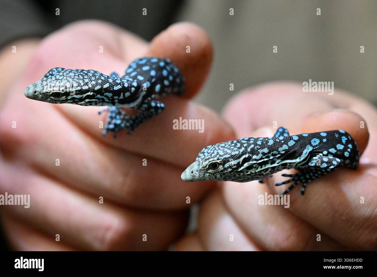 Pilsen, Repubblica Ceca. 20 novembre 2025. Lo zoo Plzen ha allevato rari monitor di alberi maculati di blu nella sua esposizione urbana Akva Tera a Pilsen, Repubblica Ceca, 20 novembre 2025. Crediti: Miroslav Chaloupka/CTK Photo/Alamy Live News Foto Stock